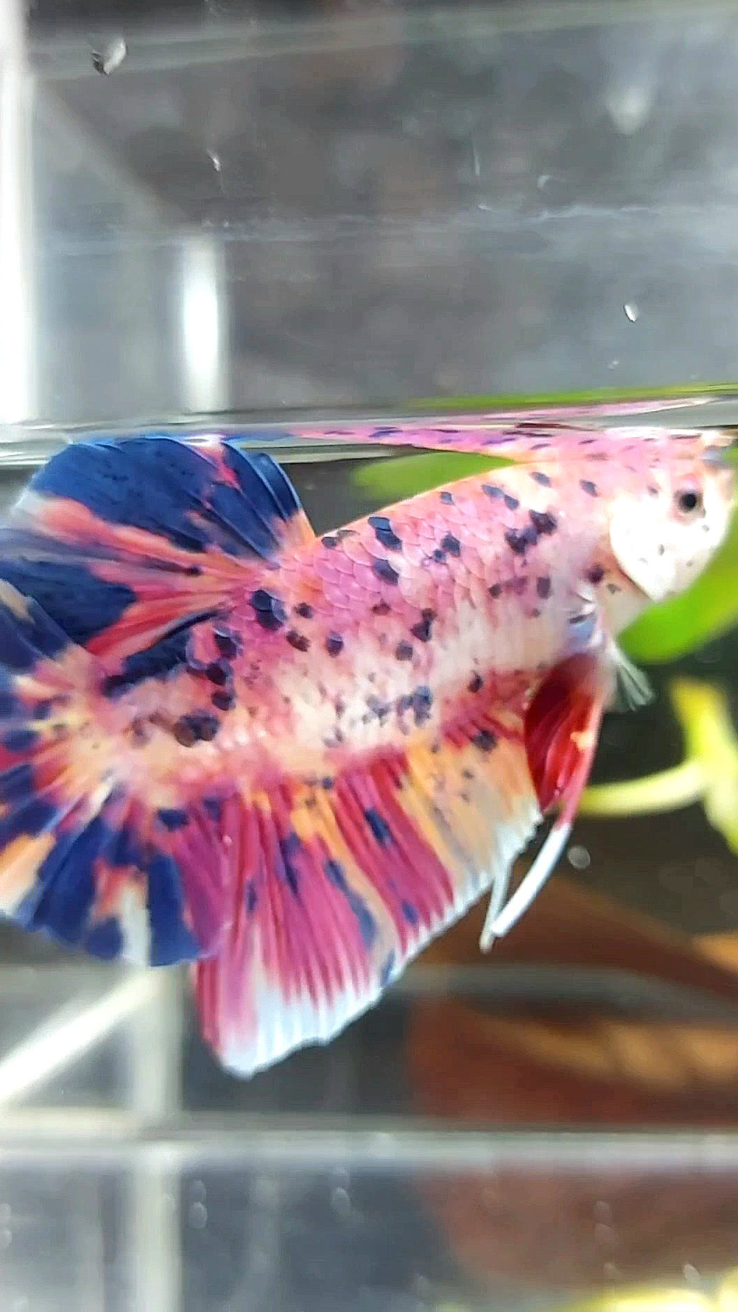 GIANT PLAKAT BO 6CM PINK PURPLE CANDY DOTS MULTICOLOR BETTA FISH