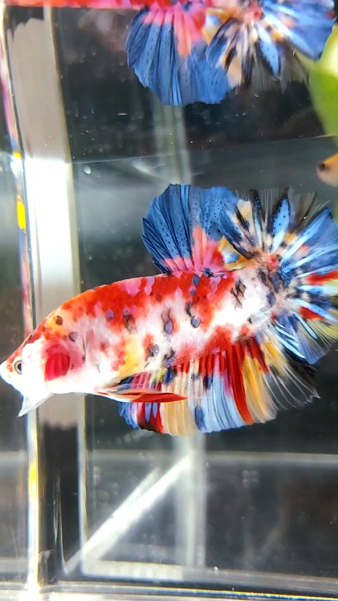 RIESIGER PLAKAT BO 5CM ROTER KOI MEHRFARBIGER BETTA-FISCH