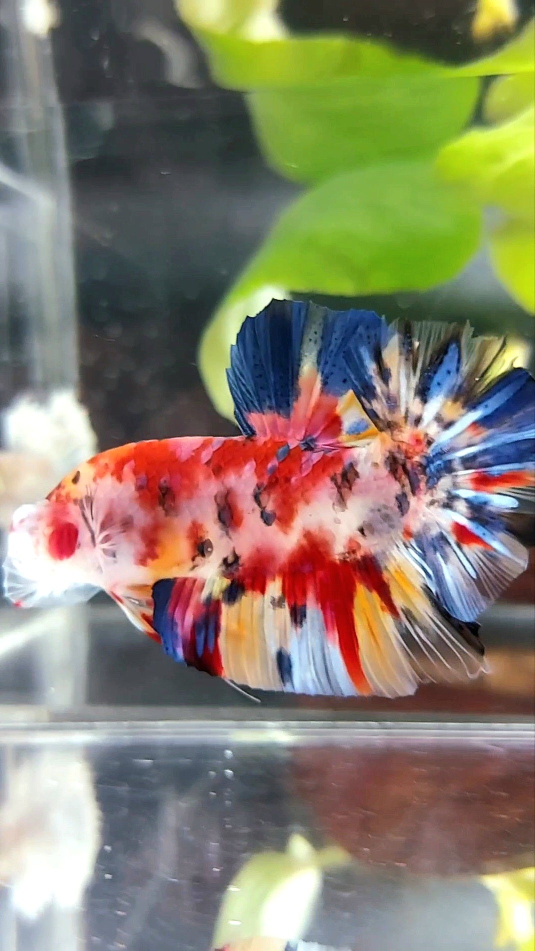 RIESIGER PLAKAT BO 5CM ROTER KOI MEHRFARBIGER BETTA-FISCH