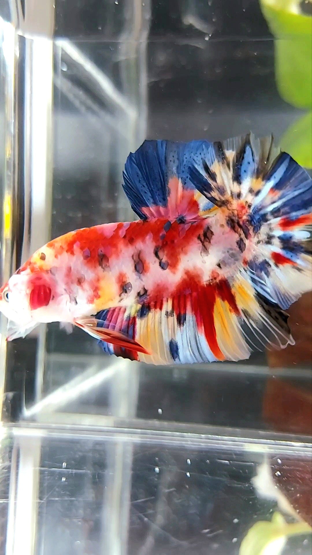 GIANT PLAKAT BO 5CM RED KOI MULTICOLOR BETTA FISH