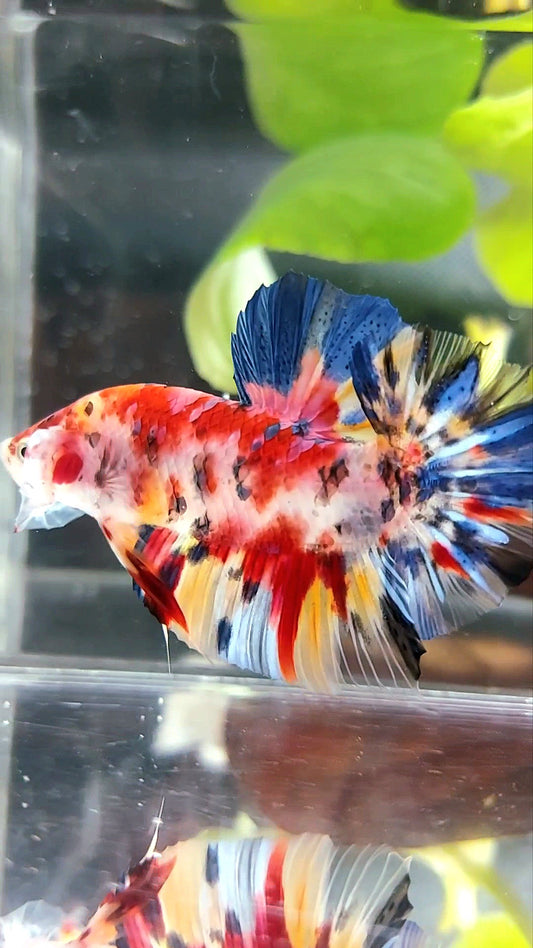 GIANT PLAKAT BO 5CM RED KOI MULTICOLOR BETTA FISH