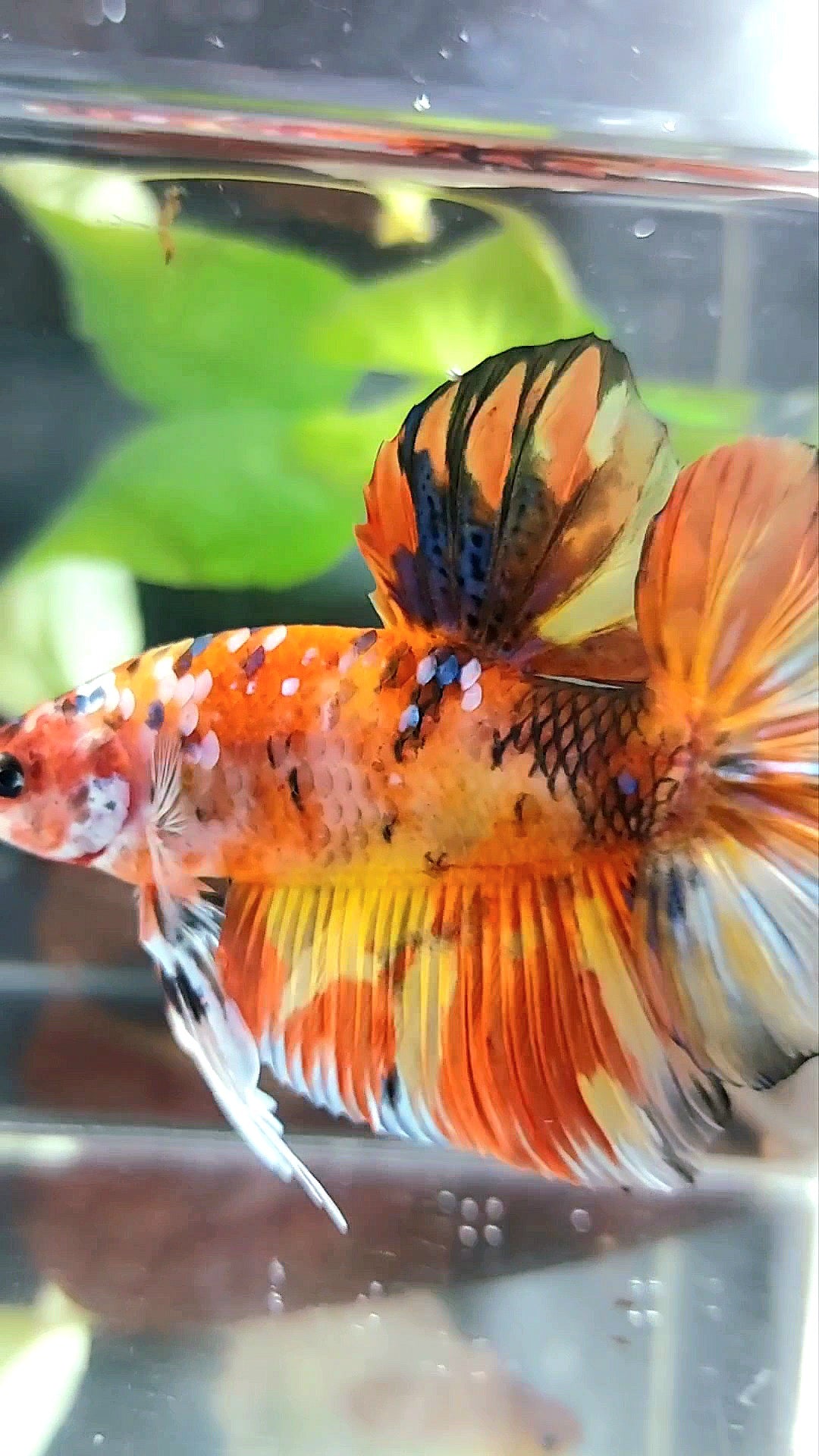 RIESIGER HMPK INSGESAMT 7,5 CM+ GELB ORANGE KOI GALAXY MEHRFARBIGER BETTA-FISCH