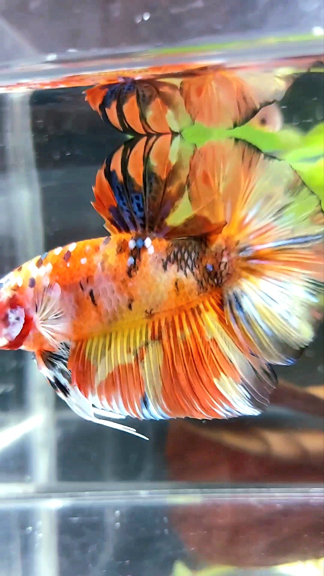 RIESIGER HMPK INSGESAMT 7,5 CM+ GELB ORANGE KOI GALAXY MEHRFARBIGER BETTA-FISCH