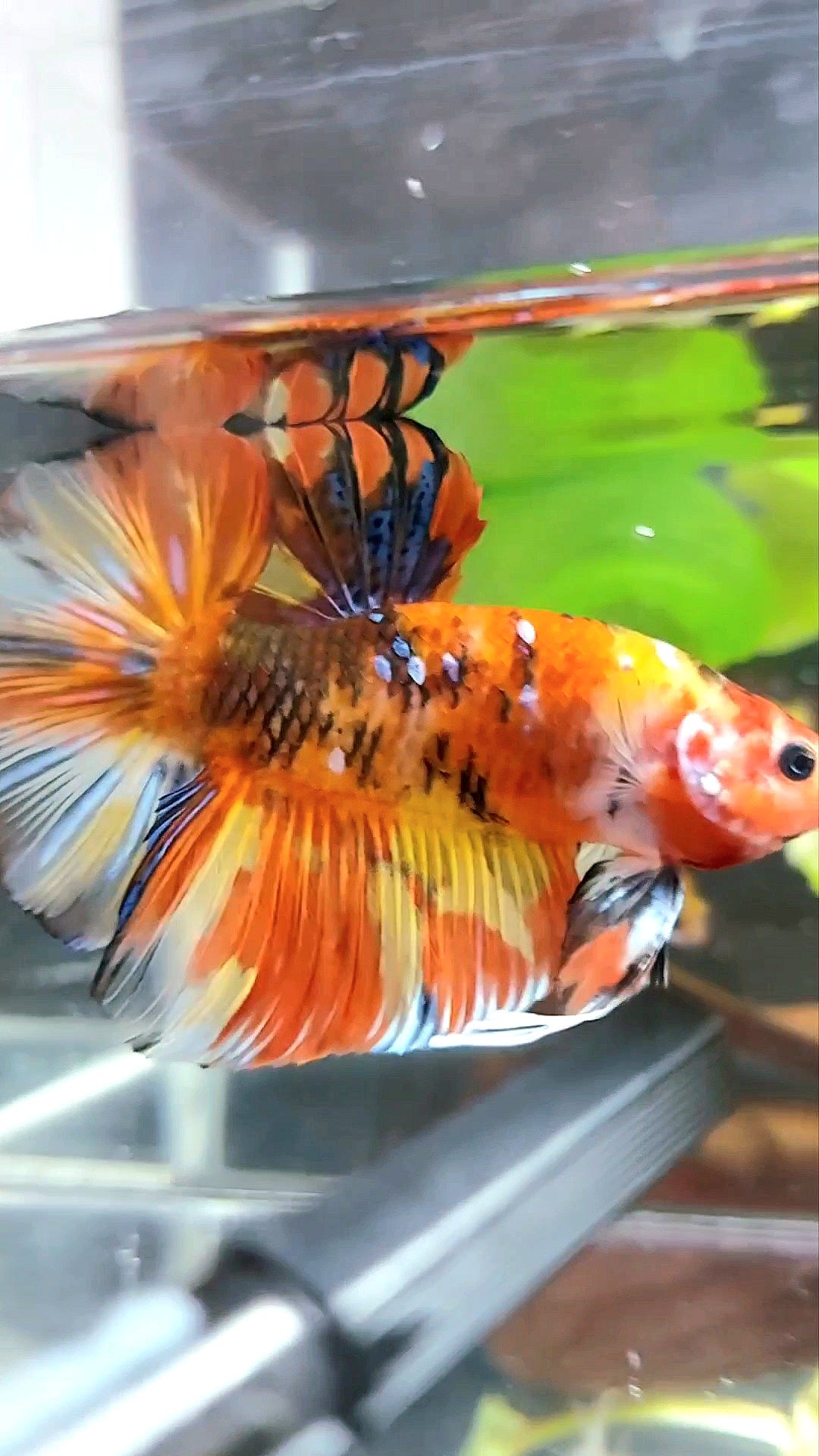 RIESIGER HMPK INSGESAMT 7,5 CM+ GELB ORANGE KOI GALAXY MEHRFARBIGER BETTA-FISCH