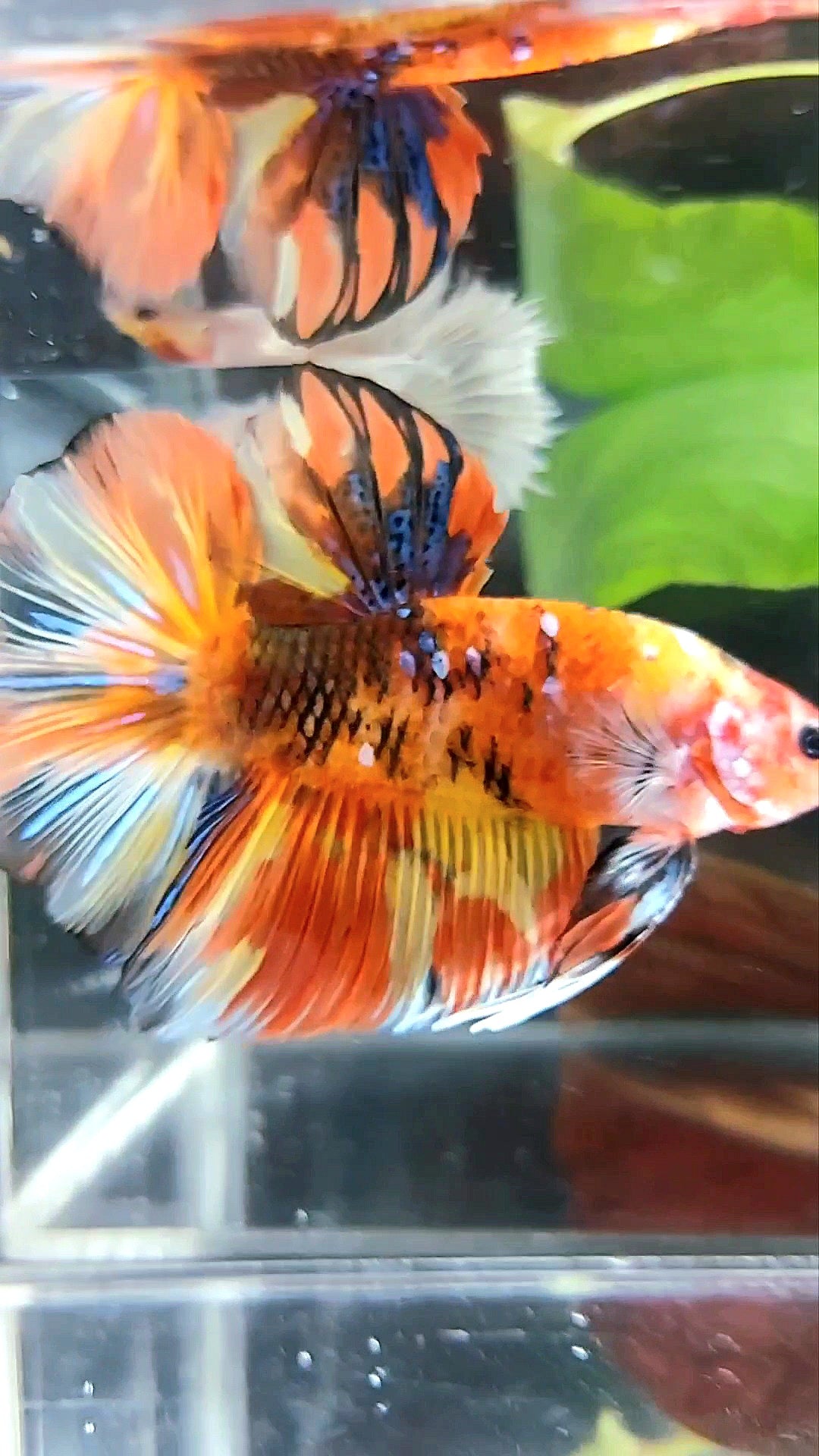 RIESIGER HMPK INSGESAMT 7,5 CM+ GELB ORANGE KOI GALAXY MEHRFARBIGER BETTA-FISCH