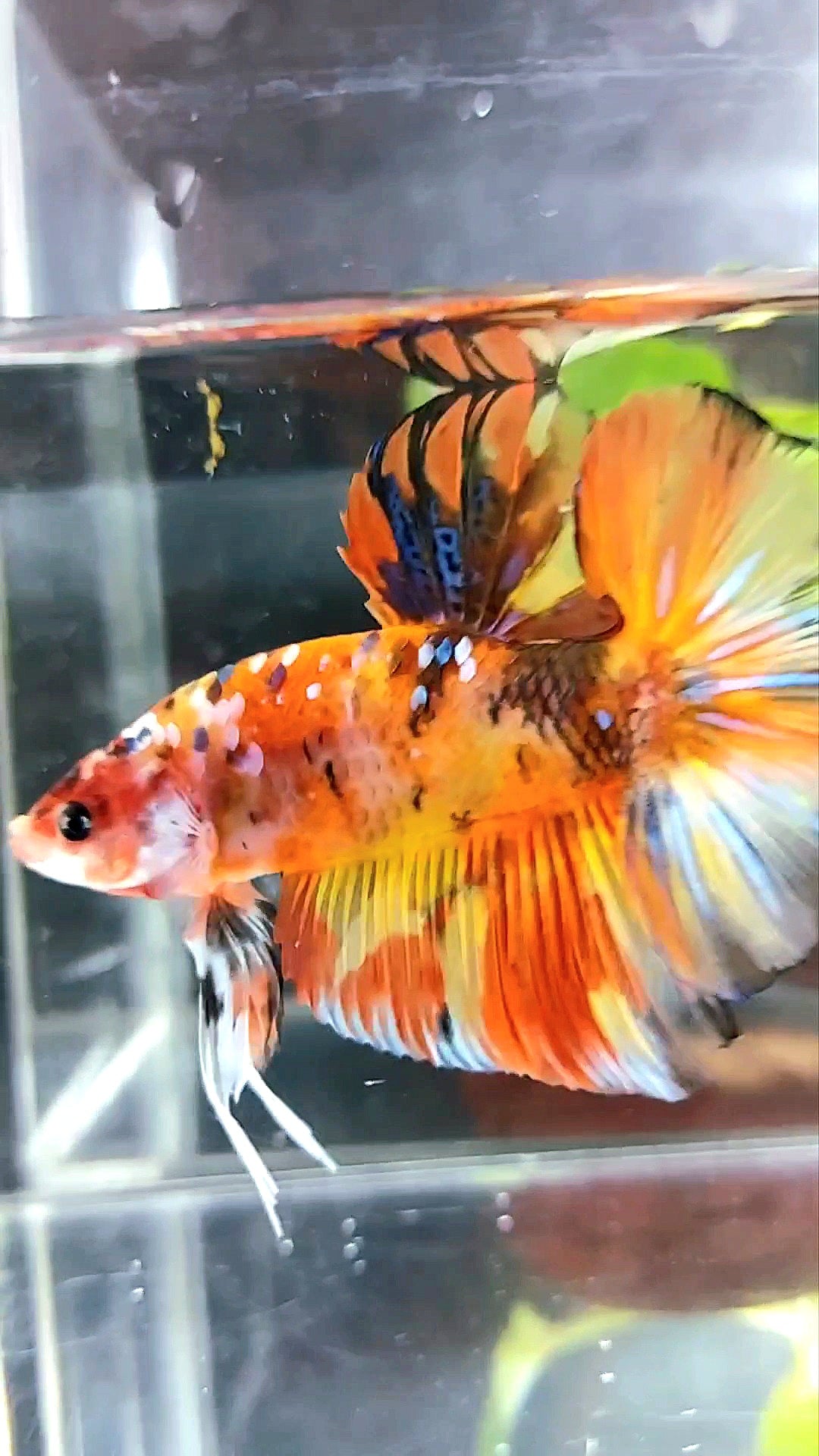 RIESIGER HMPK INSGESAMT 7,5 CM+ GELB ORANGE KOI GALAXY MEHRFARBIGER BETTA-FISCH