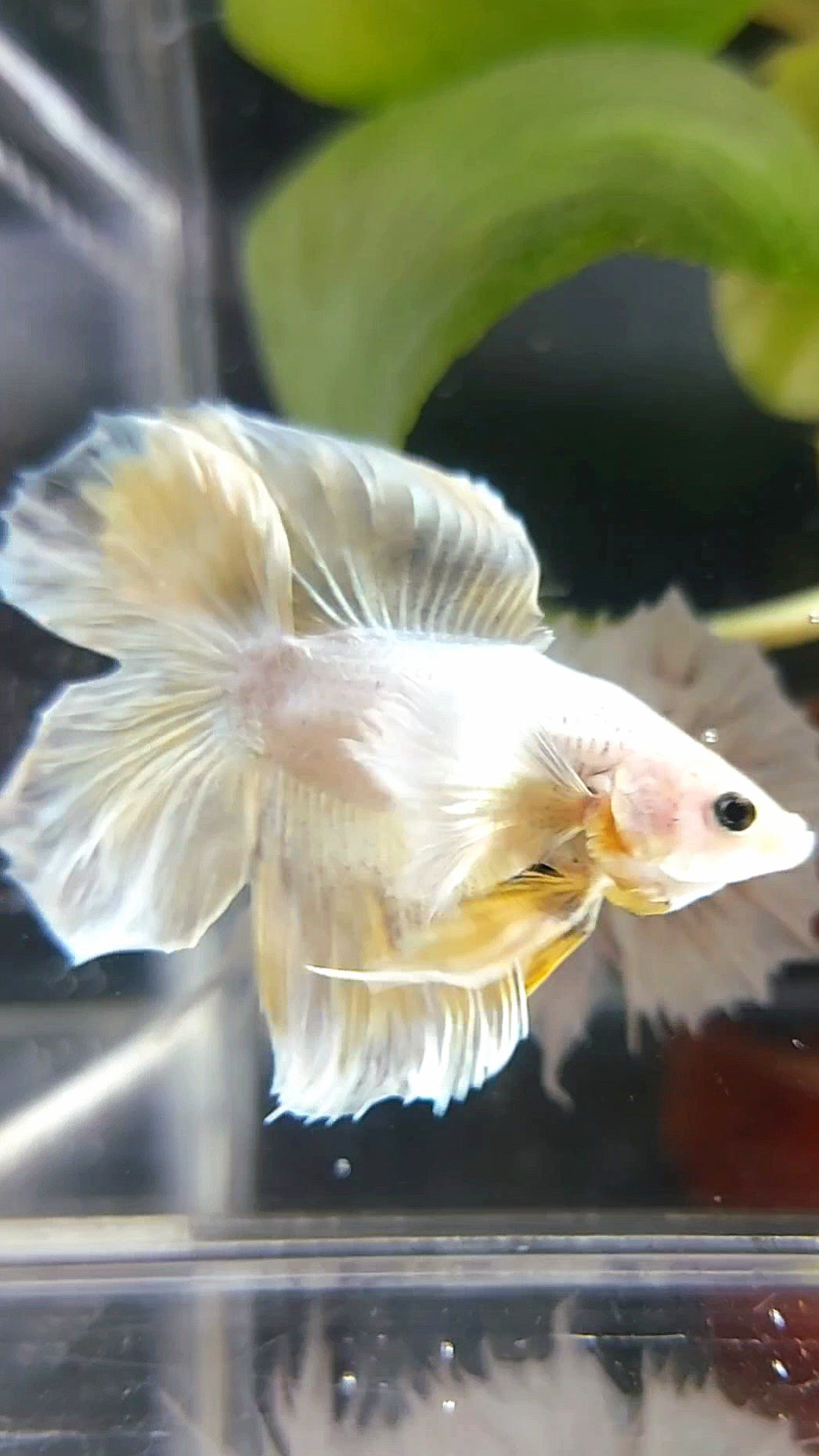 HALFMOON DOUBLE TAIL DUMBO EAR SOFT GOLD COPPER WASH RARE BETTA FISH