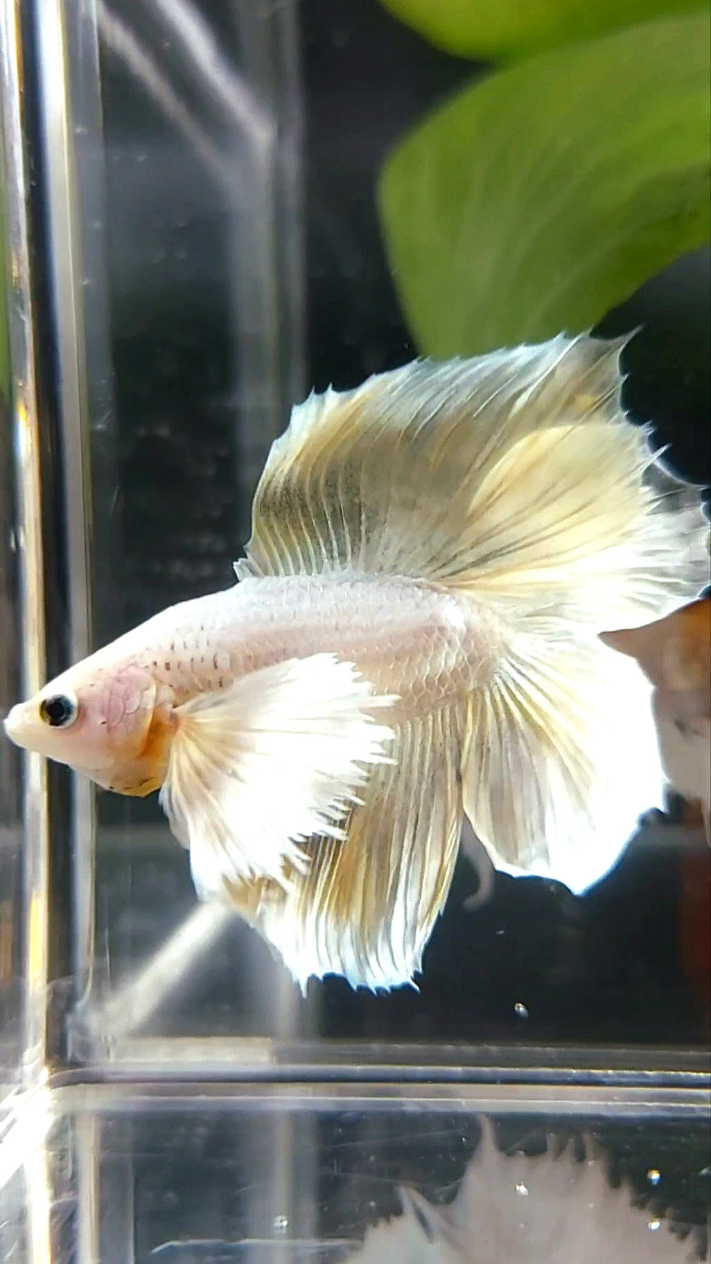 HALFMOON DOUBLE TAIL DUMBO EAR SOFT GOLD COPPER WASH RARE BETTA FISH