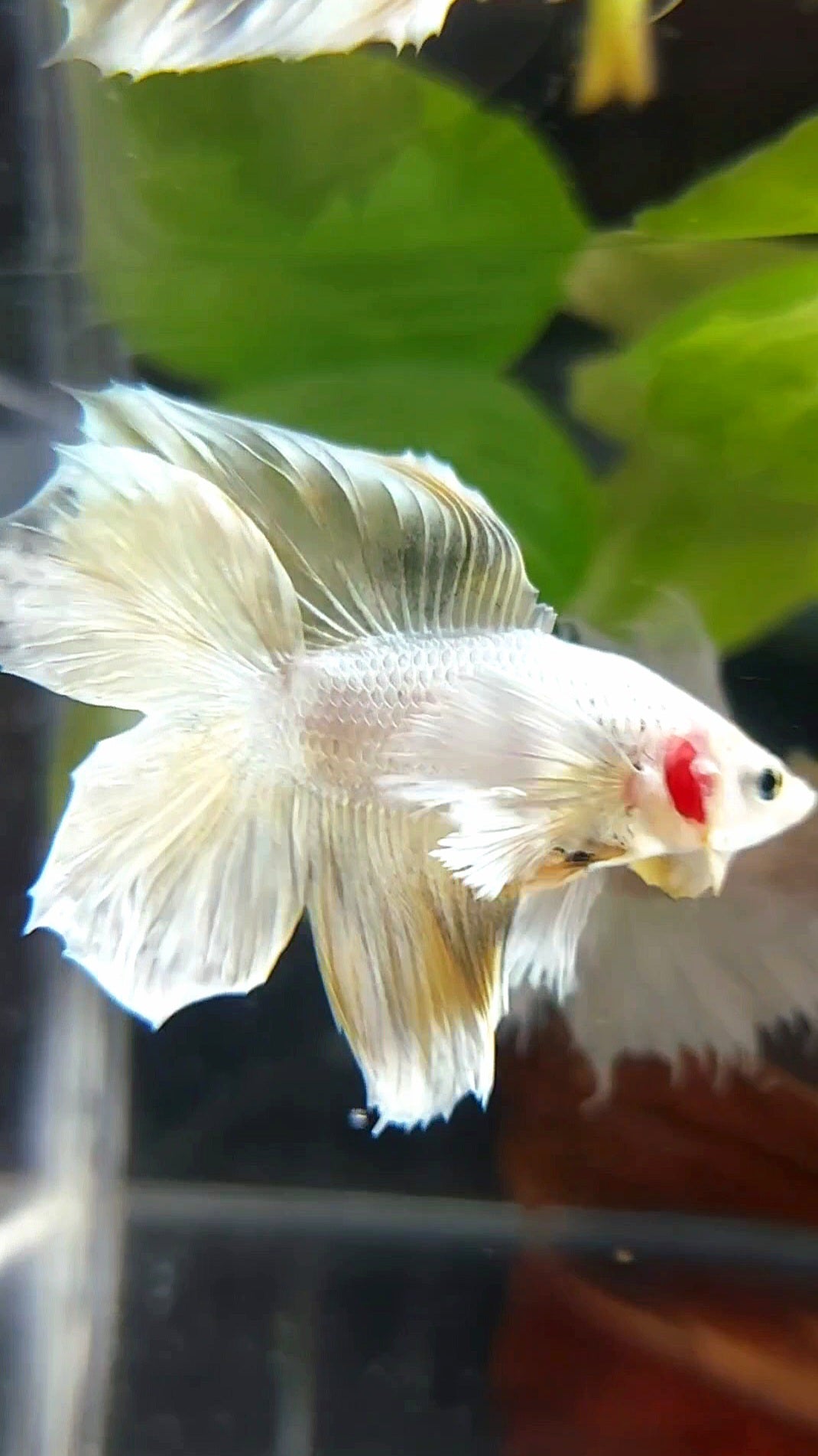 HALFMOON DOUBLE TAIL DUMBO EAR SOFT GOLD COPPER WASH RARE BETTA FISH