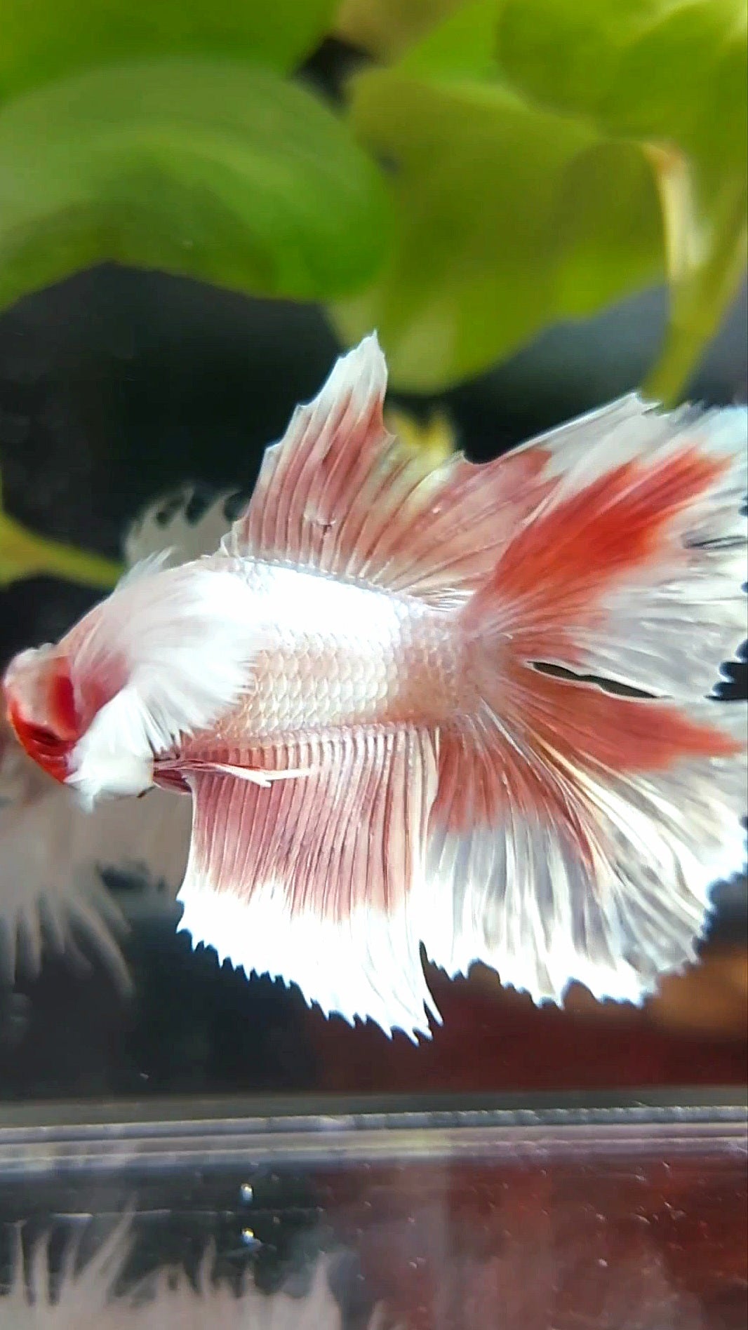 HALFMOON DOUBLE TAIL DUMBO EAR ROSEGOLD RARE BETTA FISH