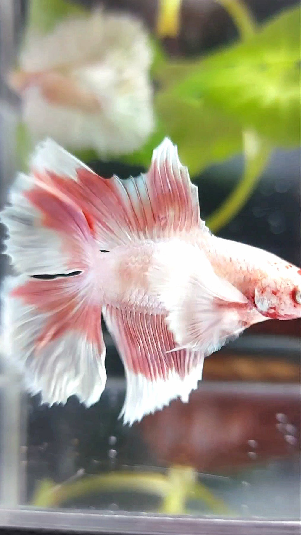 HALFMOON DOUBLE TAIL DUMBO EAR ROSEGOLD SELTENER BETTA-FISCH