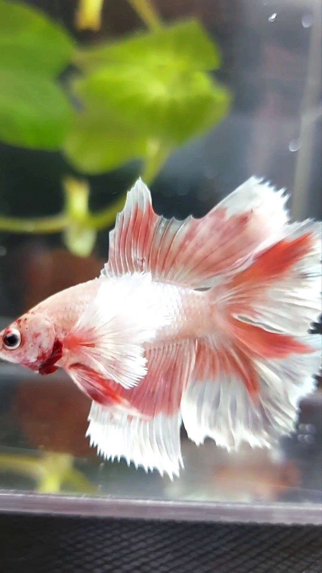 HALFMOON DOUBLE TAIL DUMBO EAR ROSEGOLD SELTENER BETTA-FISCH