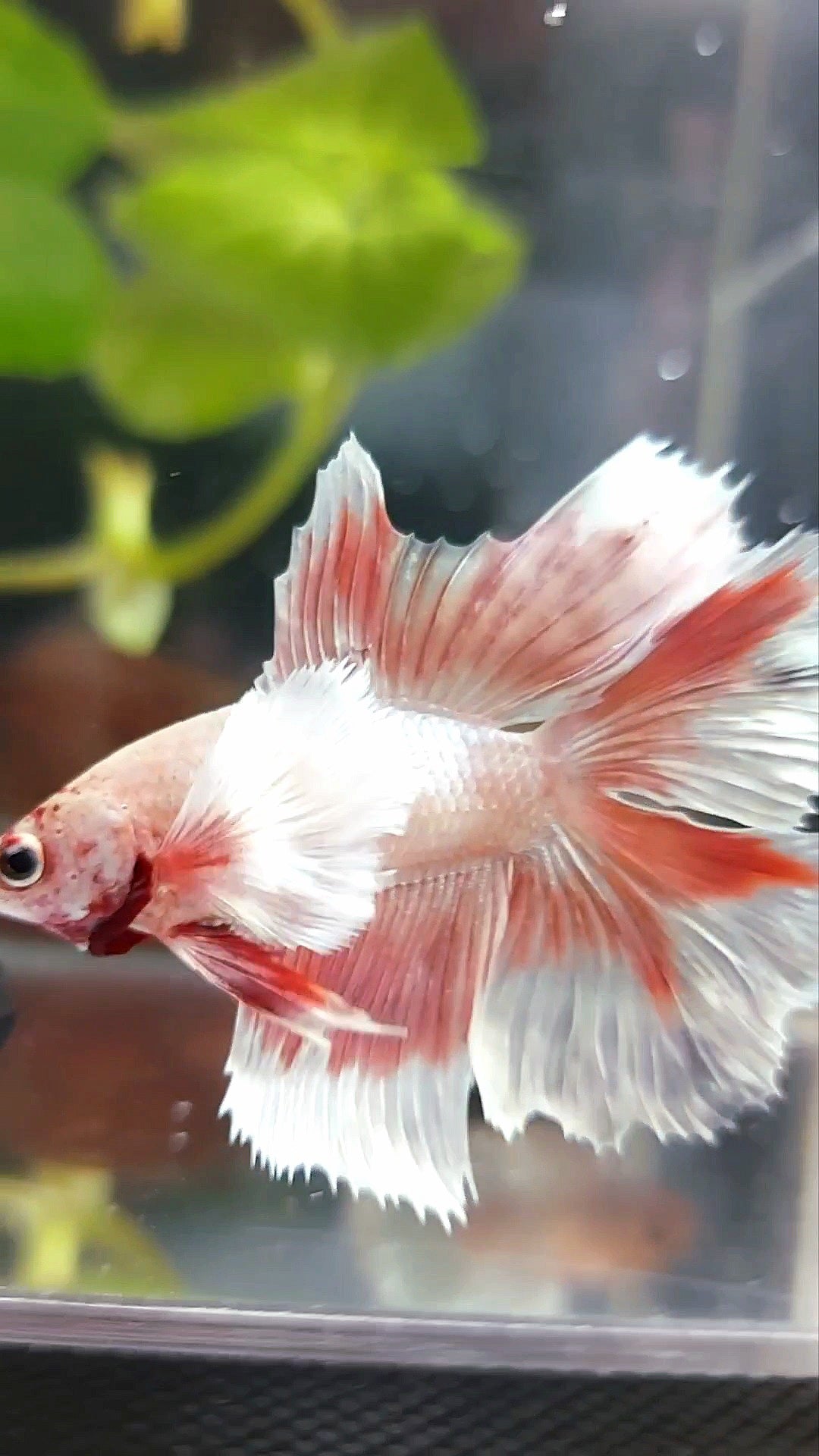 HALFMOON DOUBLE TAIL DUMBO EAR ROSEGOLD RARE BETTA FISH