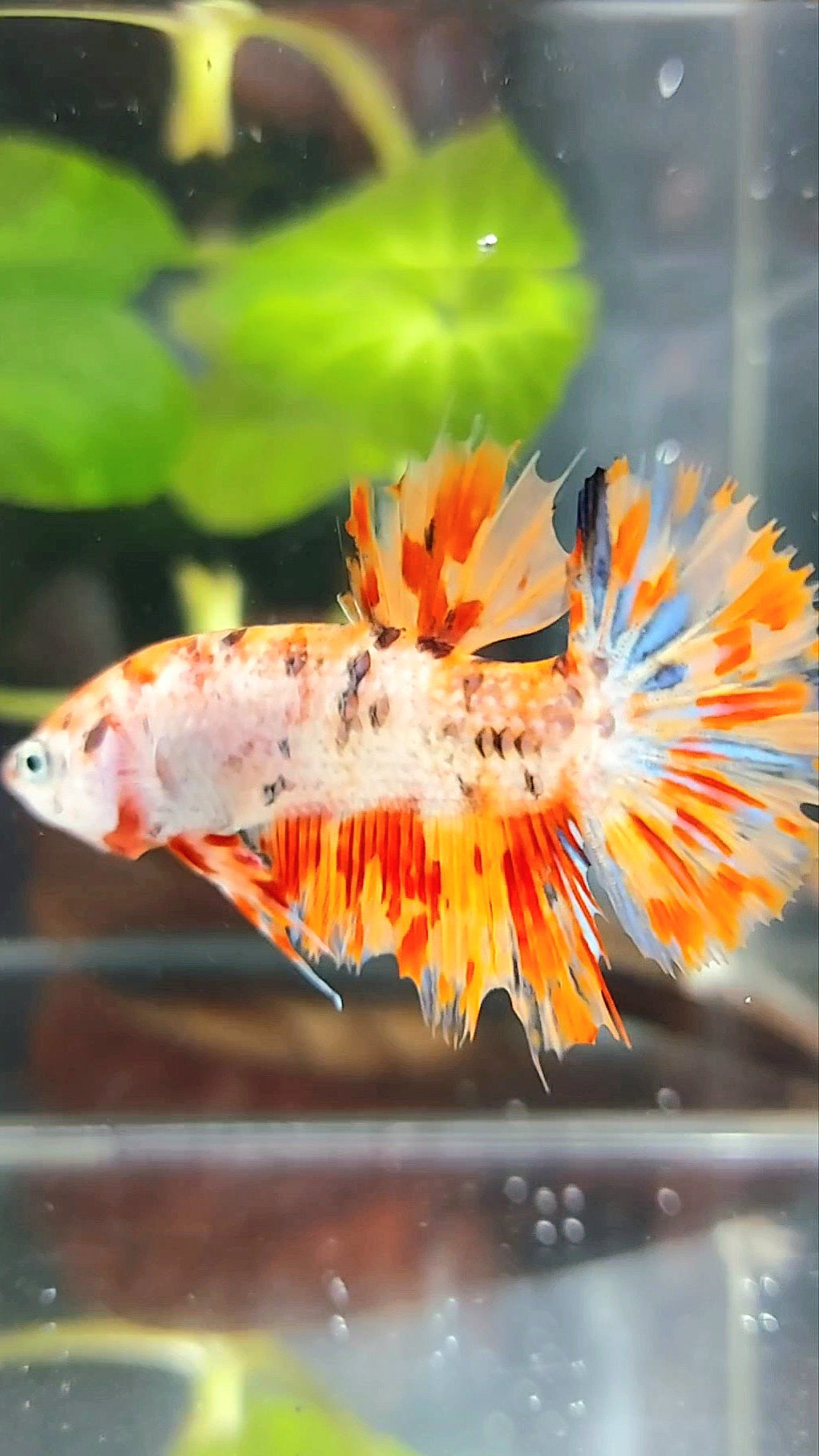 GIANT CROWNTAIL PLAKAT BO 4,5CM+ ORANGE MARBLE LEOPARD MULTICOLOR BETTA FISH