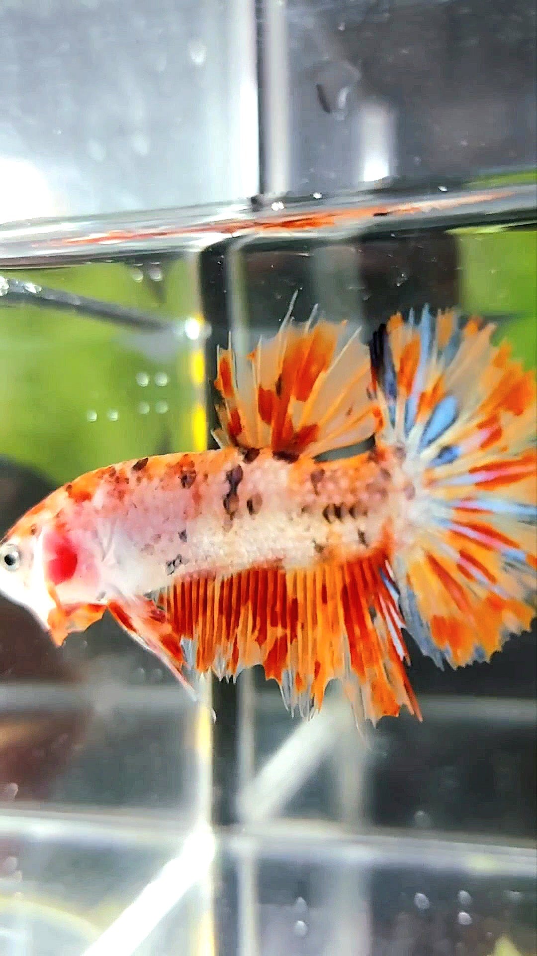 GIANT CROWNTAIL PLAKAT BO 4,5CM+ ORANGE MARBLE LEOPARD MULTICOLOR BETTA FISH