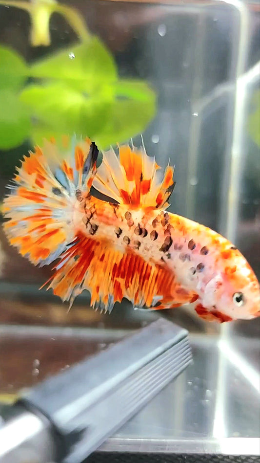 GIANT CROWNTAIL PLAKAT BO 4,5CM+ ORANGE MARBLE LEOPARD MULTICOLOR BETTA FISH