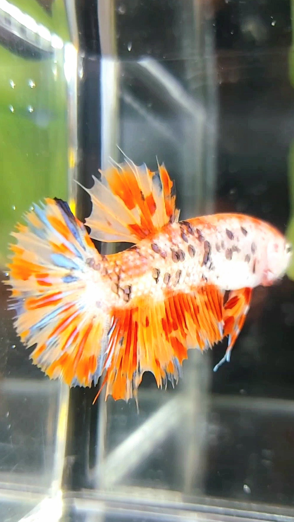 GIANT CROWNTAIL PLAKAT BO 4,5CM+ ORANGE MARBLE LEOPARD MULTICOLOR BETTA FISH