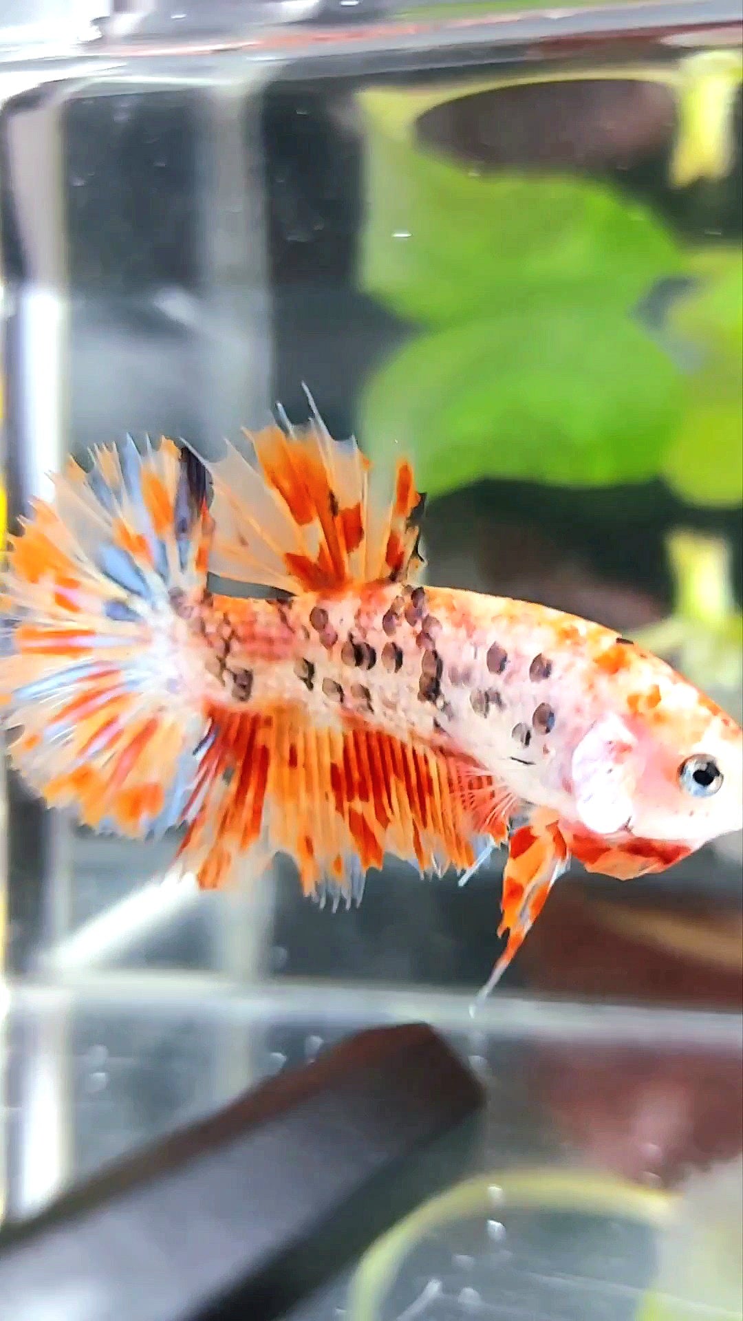 GIANT CROWNTAIL PLAKAT BO 4,5CM+ ORANGE MARBLE LEOPARD MULTICOLOR BETTA FISH