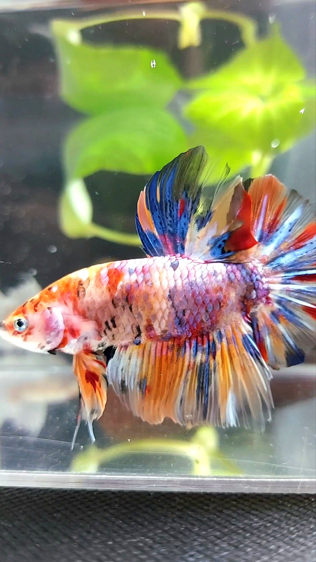 GIANT HMPK BO 4,5CM+ PURPLE KOI MULTICOLOR BETTA FISH