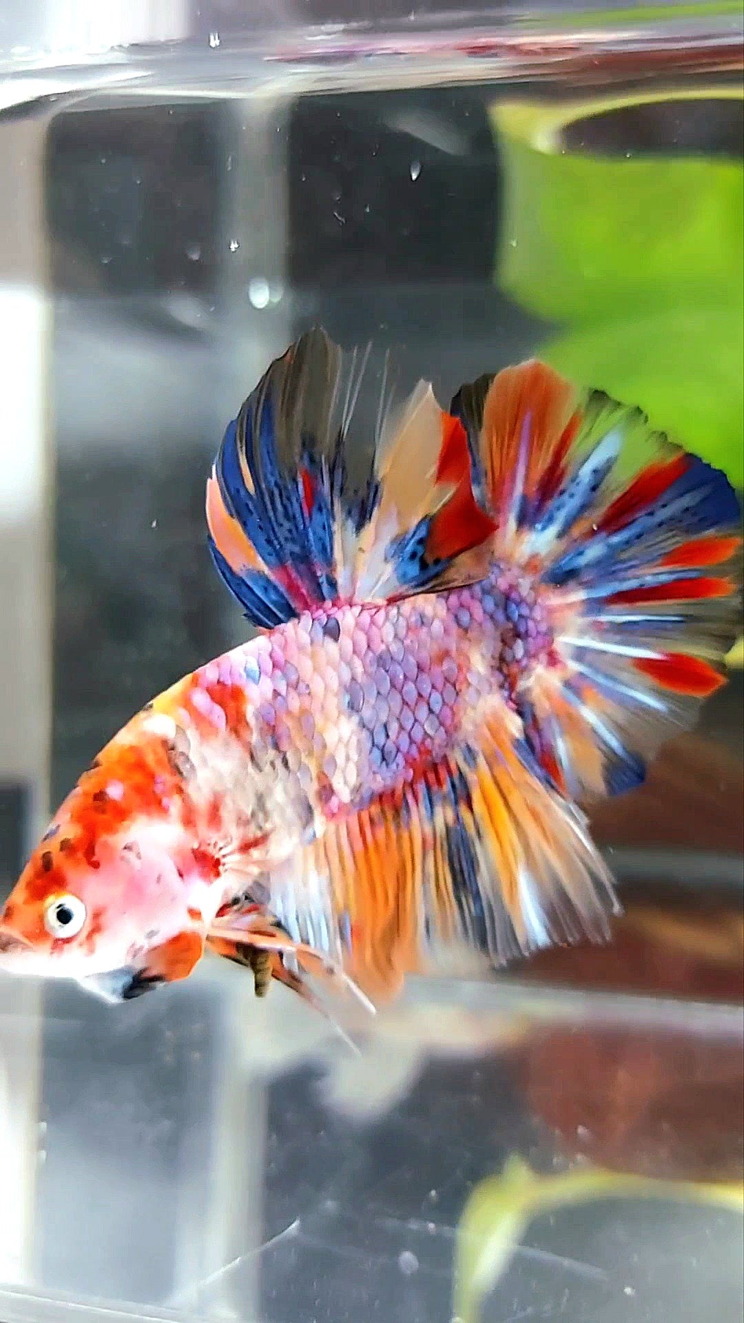 GIANT HMPK BO 4,5CM+ PURPLE KOI MULTICOLOR BETTA FISH