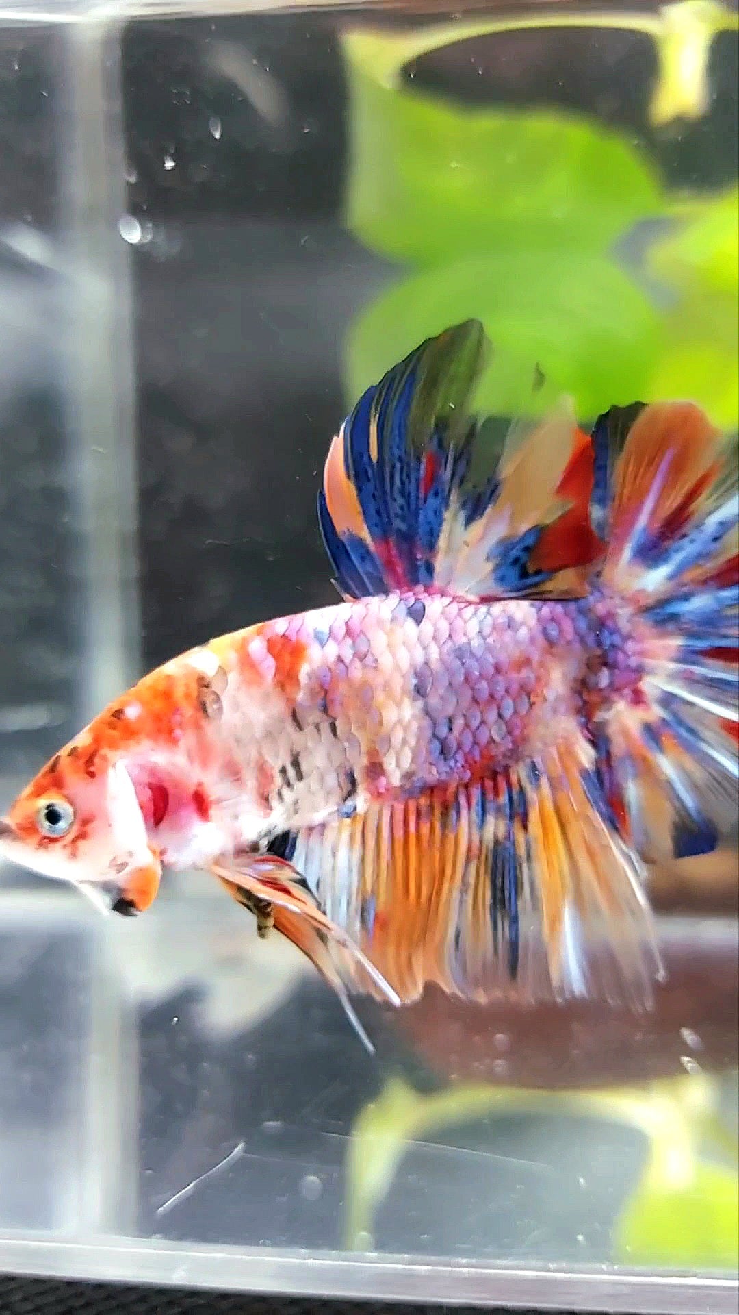 RIESIGER HMPK BO 4,5 CM+ LILA KOI MEHRFARBIGER BETTA-FISCH