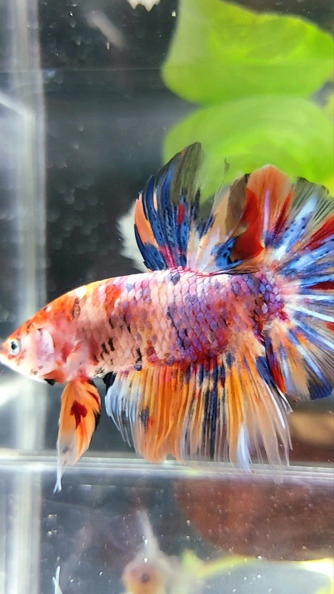 GIANT HMPK BO 4,5CM+ PURPLE KOI MULTICOLOR BETTA FISH