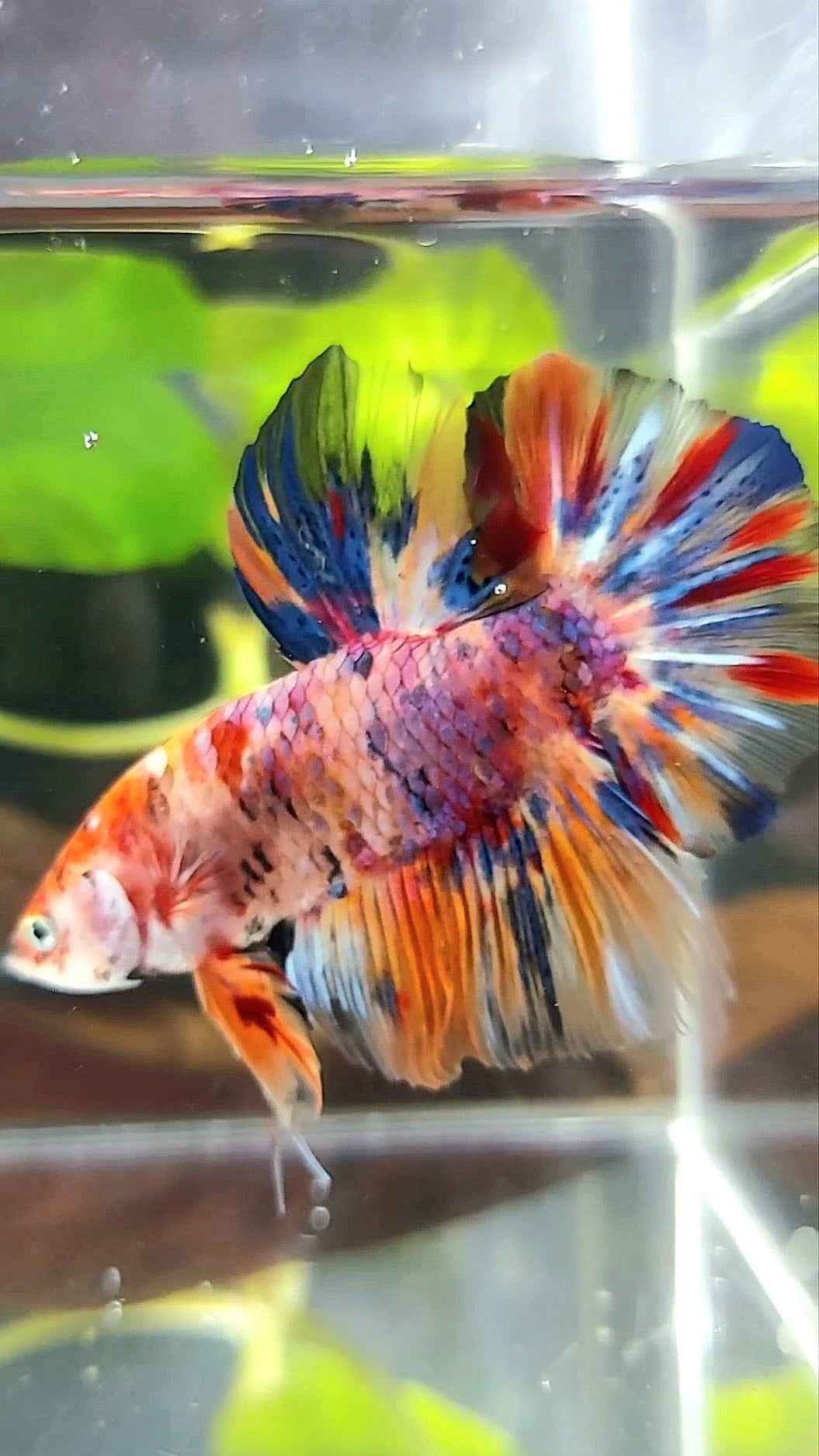 GIANT HMPK BO 4,5CM+ PURPLE KOI MULTICOLOR BETTA FISH