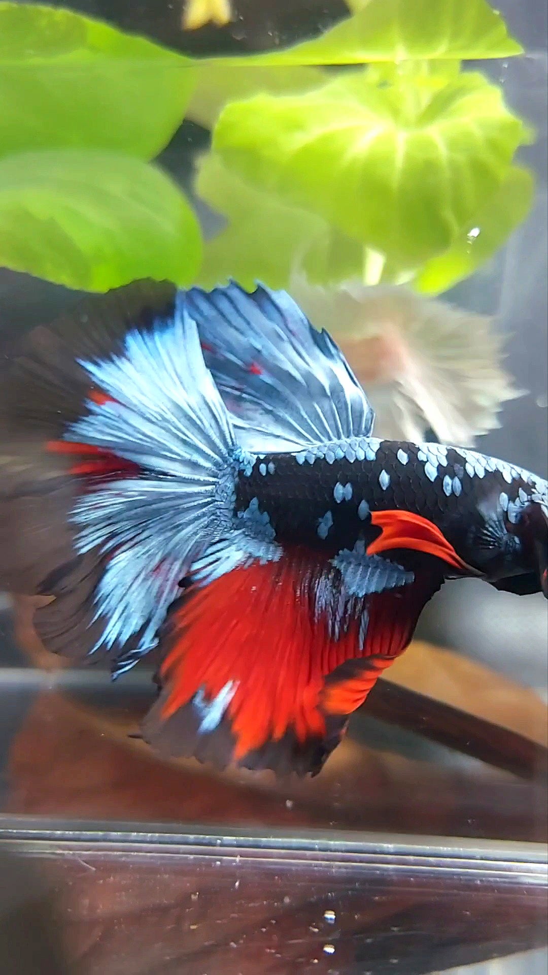 HALFMOON ROSETAIL BLACK GALAXY AVATAR BLUE REDWASH BETTA FISH