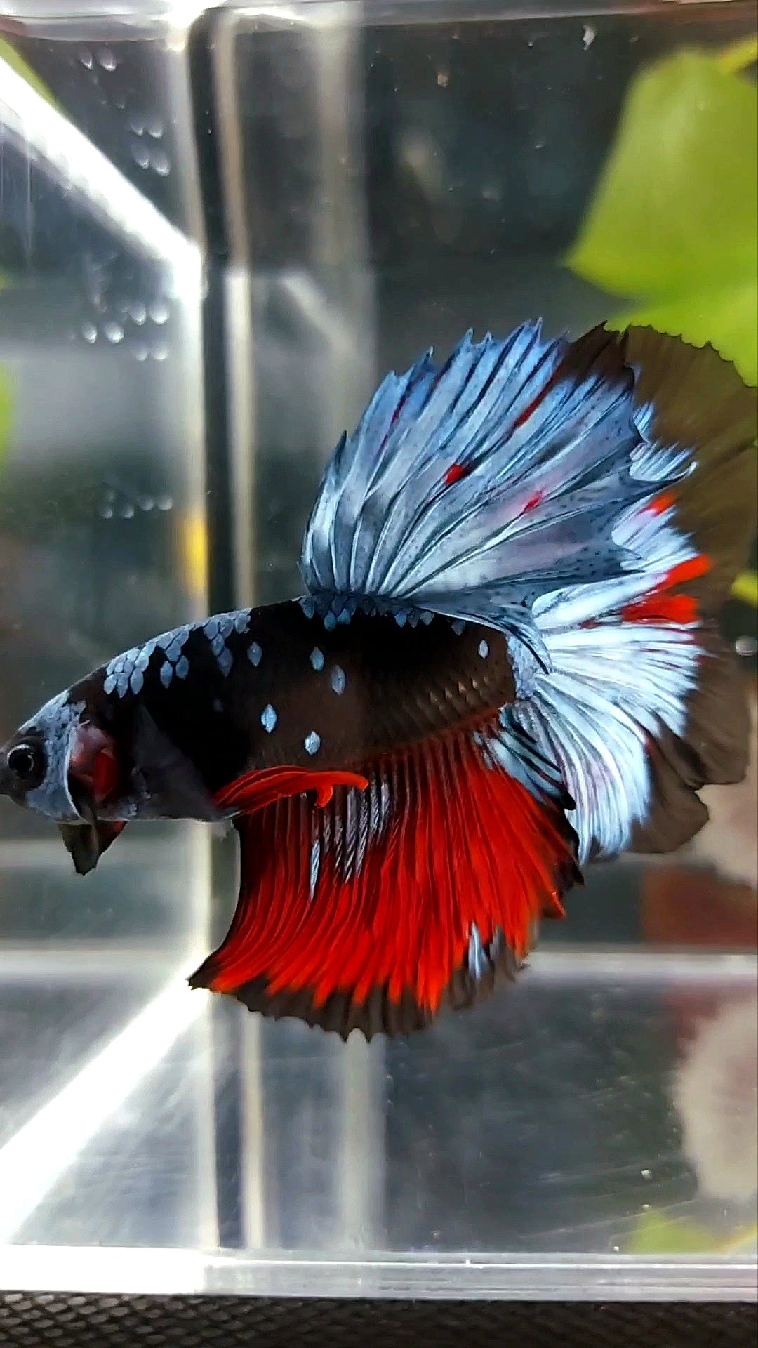 HALFMOON ROSETAIL BLACK GALAXY AVATAR BLUE REDWASH BETTA FISH