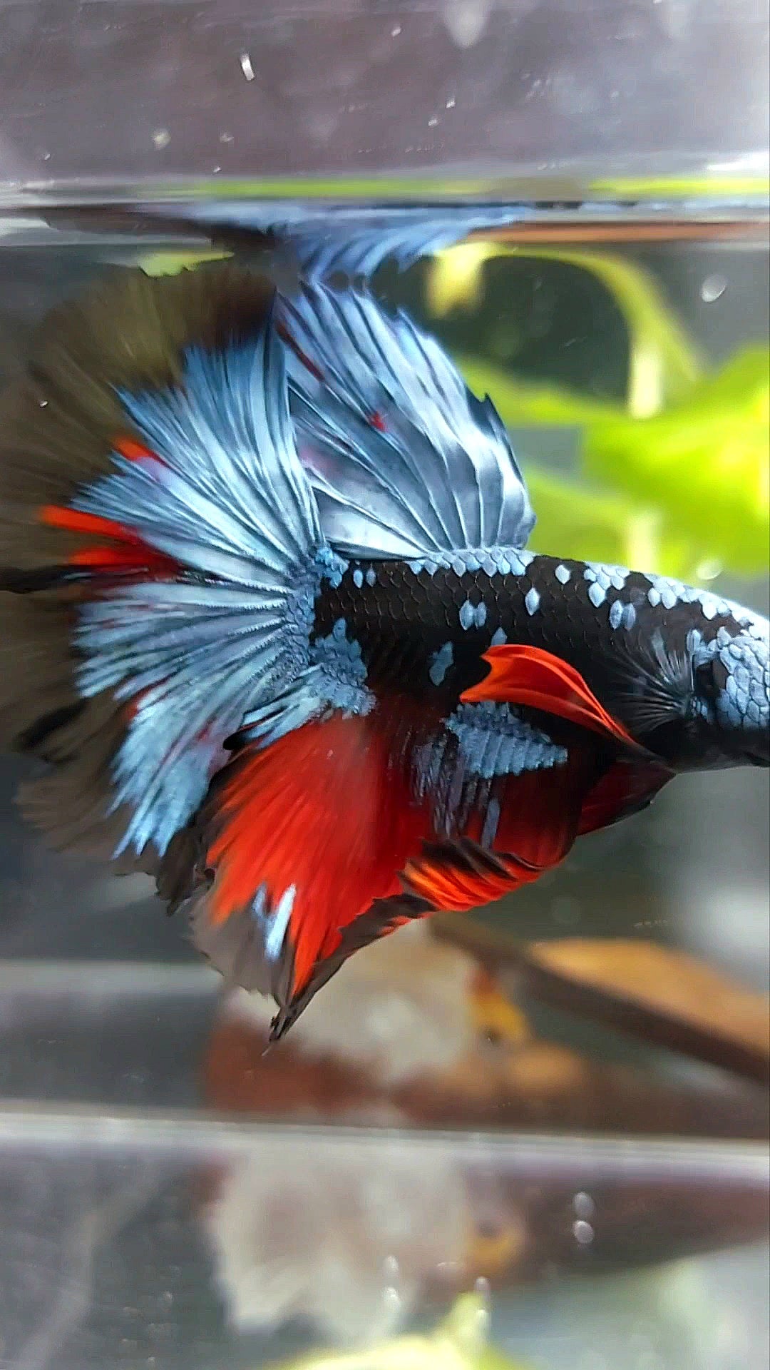 HALFMOON ROSETAIL BLACK GALAXY AVATAR BLUE REDWASH BETTA FISH