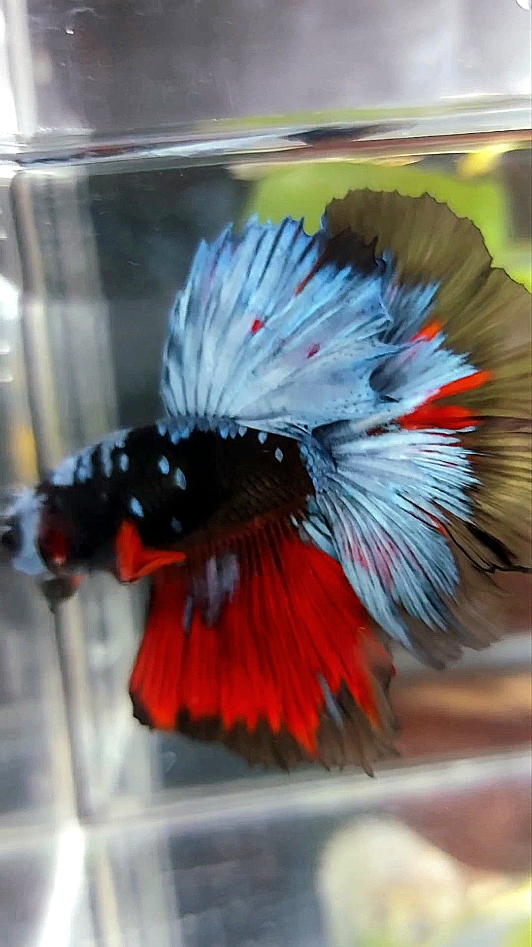 HALFMOON ROSETAIL BLACK GALAXY AVATAR BLUE REDWASH BETTA FISH