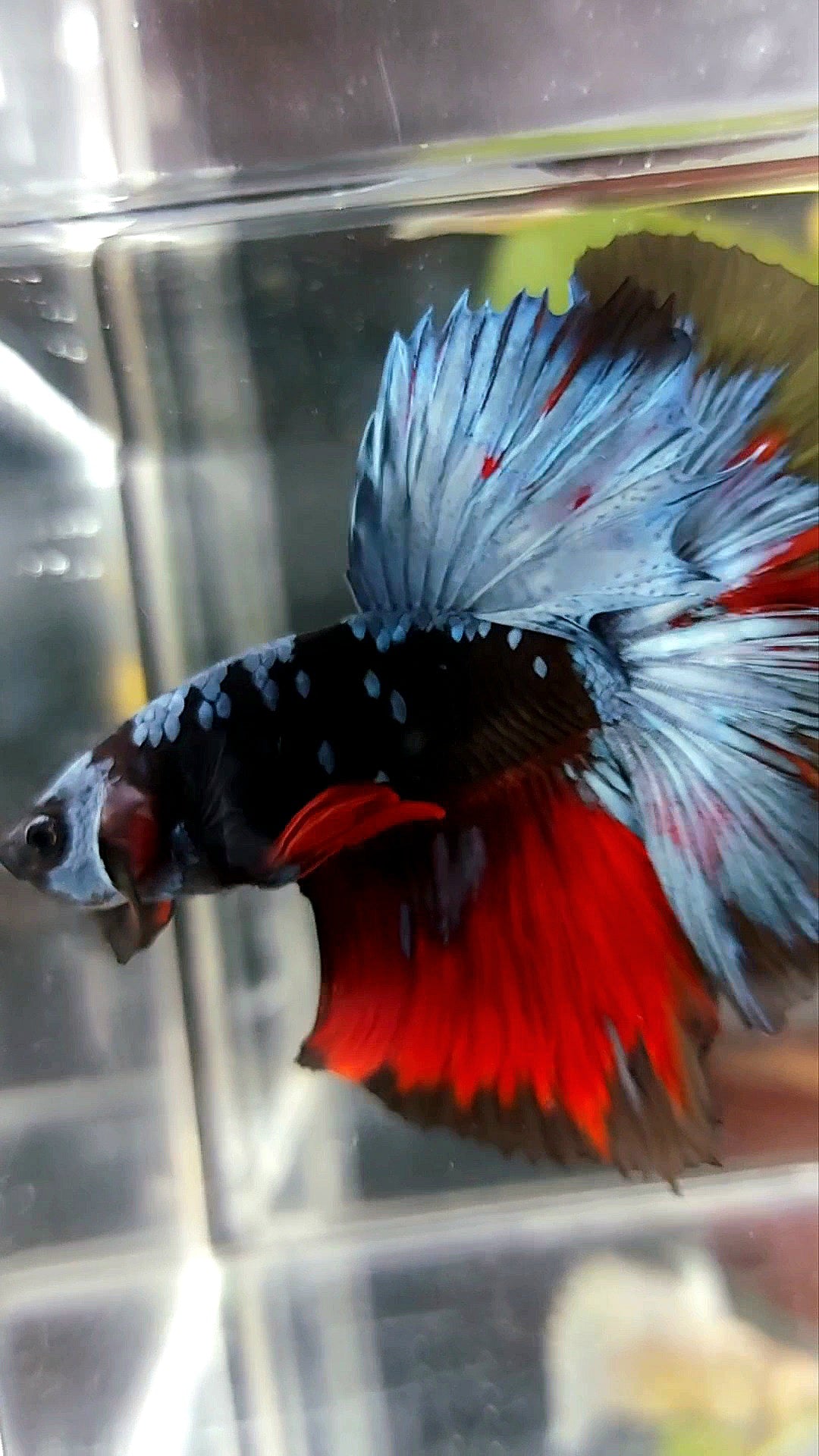 HALFMOON ROSETAIL BLACK GALAXY AVATAR BLUE REDWASH BETTA FISH