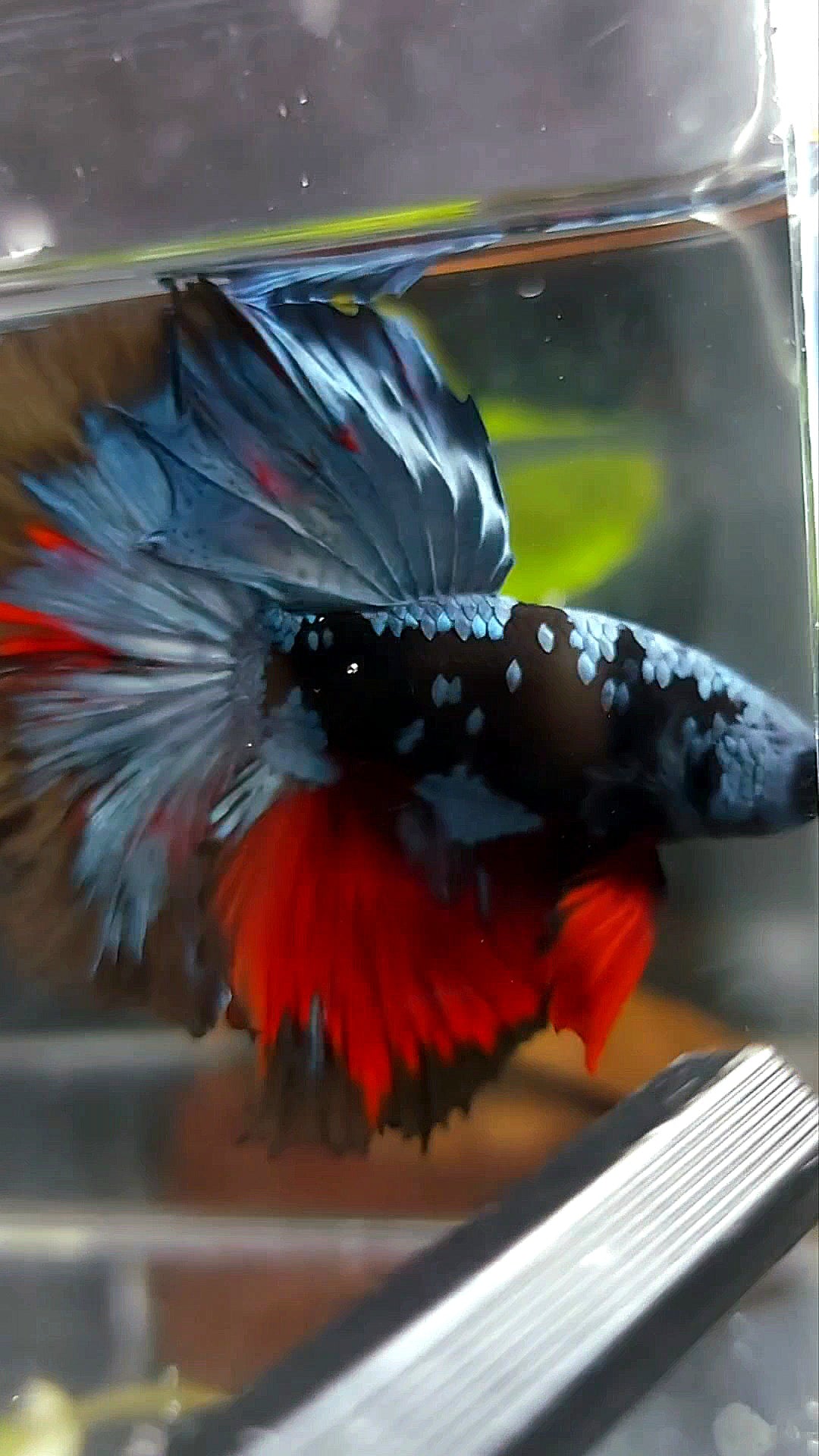 HALFMOON ROSETAIL BLACK GALAXY AVATAR BLUE REDWASH BETTA FISH