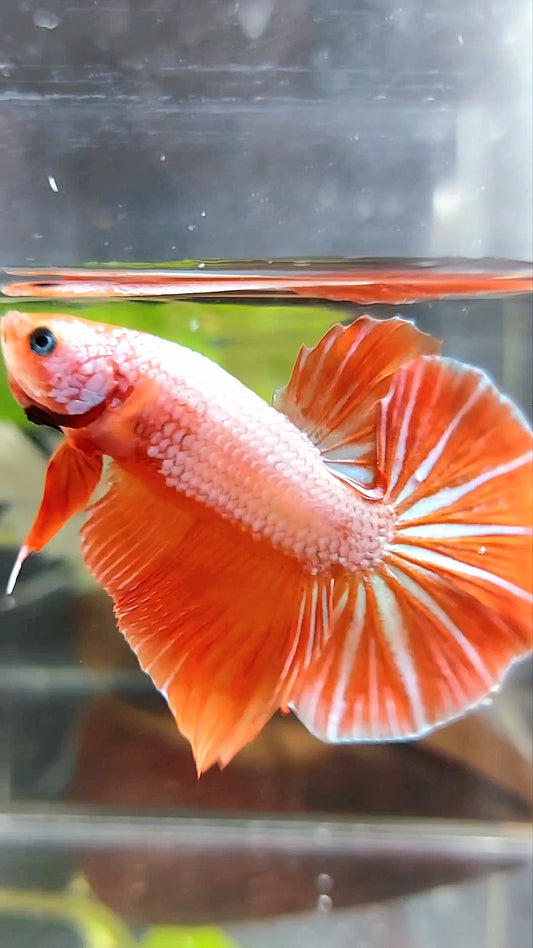 RIESIGER HMPK BO 4,5 CM ROSA ORANGE BETTA-FISCH