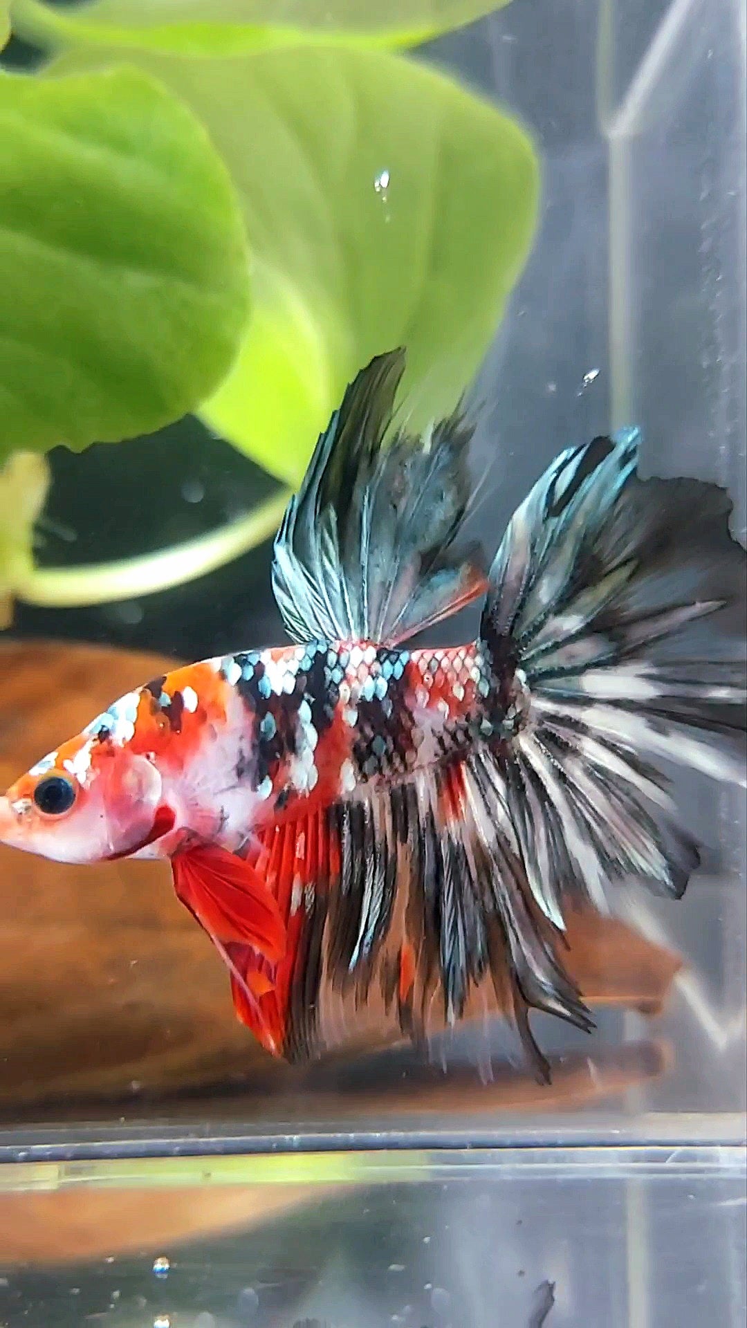 HALFMOON ROTER KOI KUPFER MEHRFARBIGER BETTA-FISCH