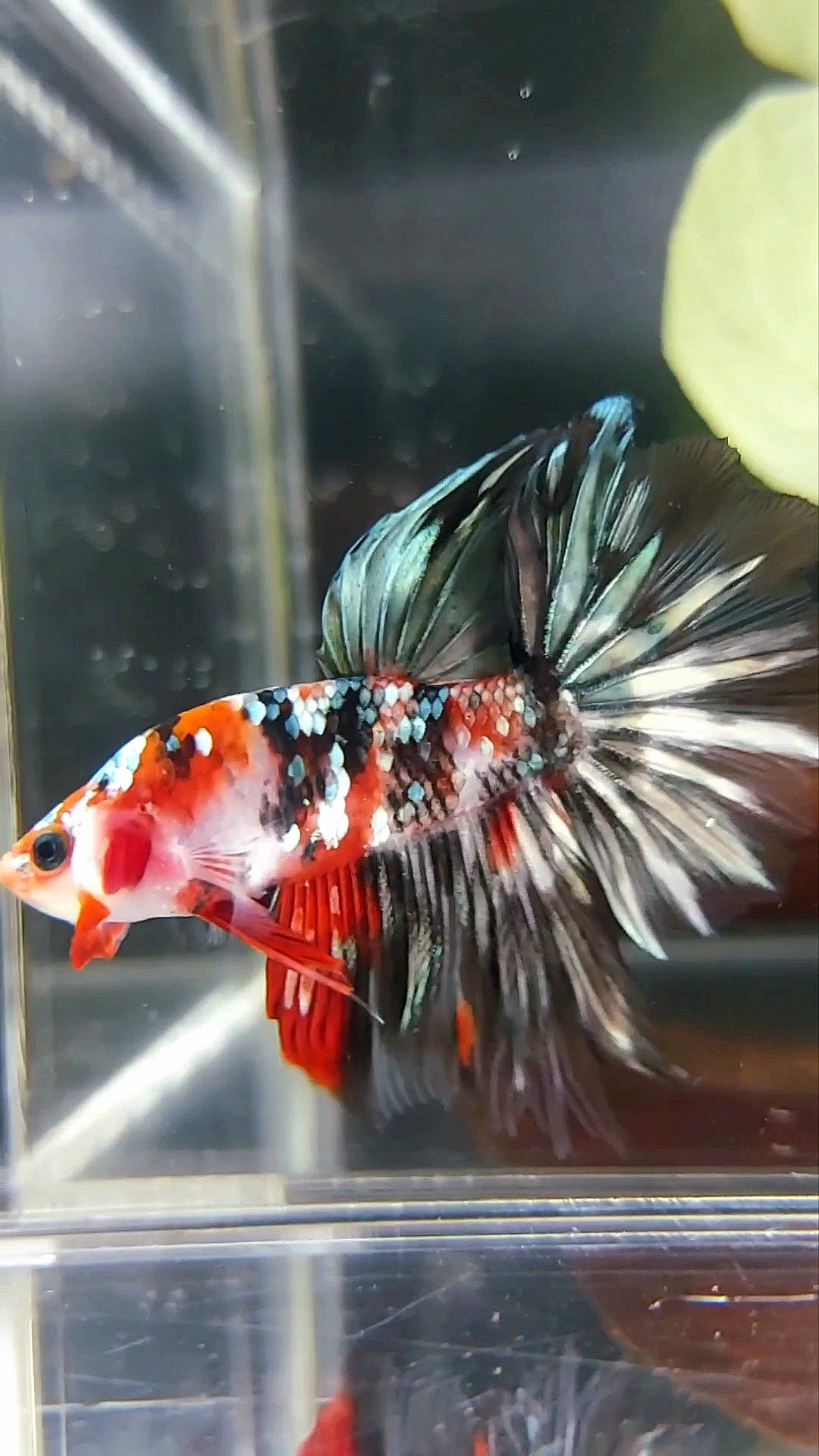 HALFMOON ROTER KOI KUPFER MEHRFARBIGER BETTA-FISCH