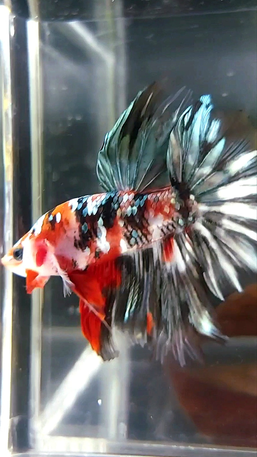 HALFMOON ROTER KOI KUPFER MEHRFARBIGER BETTA-FISCH