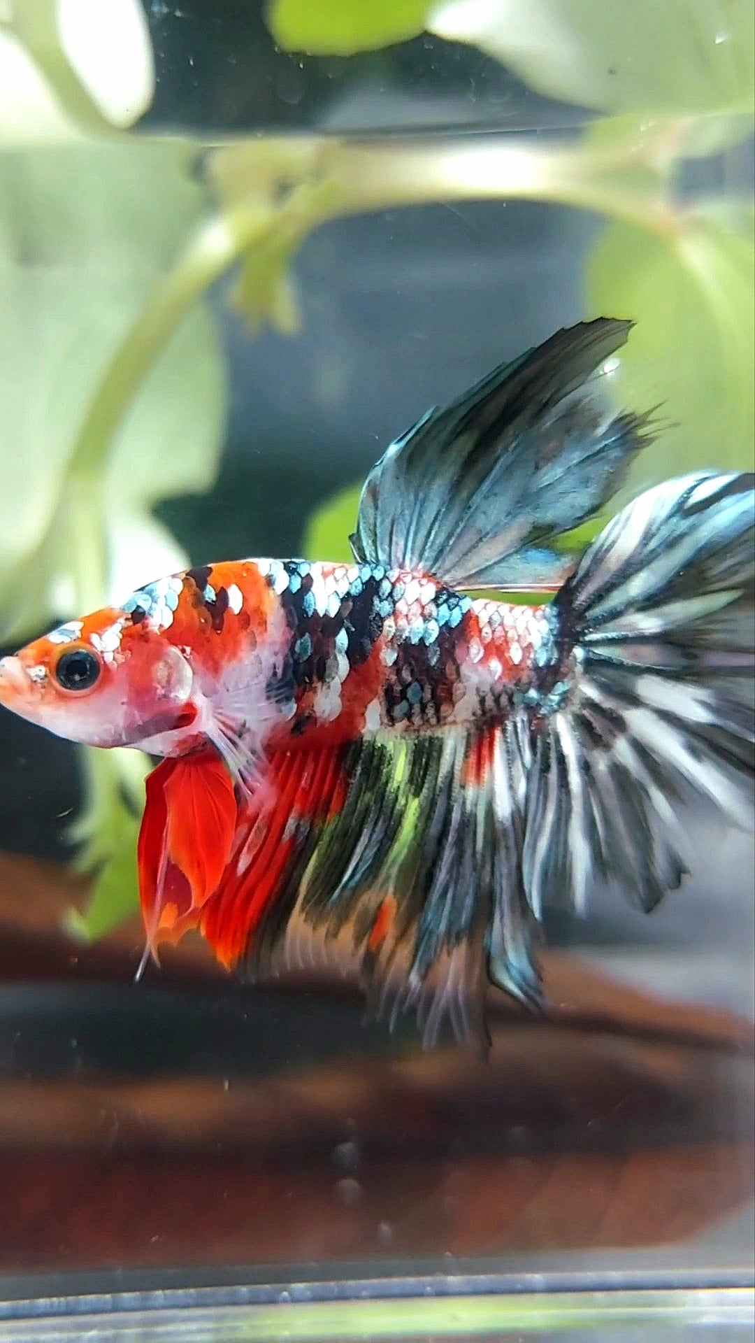 HALFMOON ROTER KOI KUPFER MEHRFARBIGER BETTA-FISCH