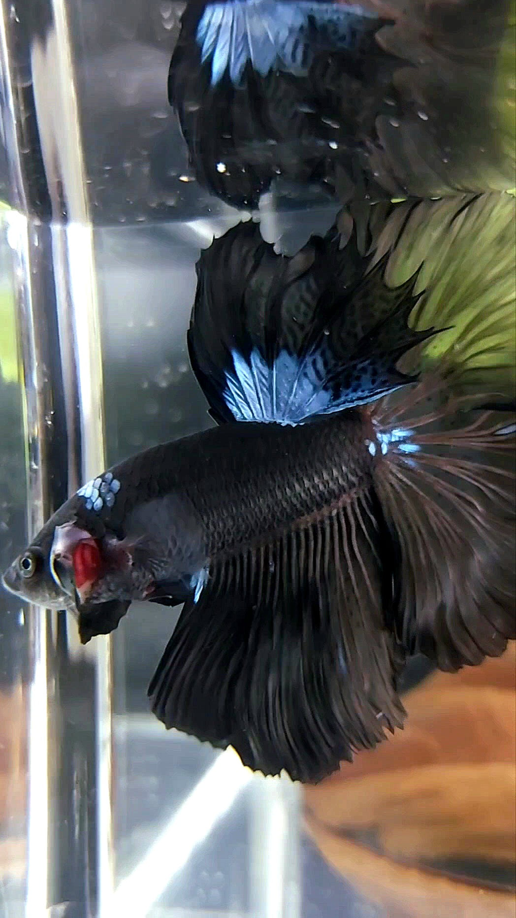 HALFMOON ROSETAIL BLACK SERIES AVATAR BLUE BETTA FISH