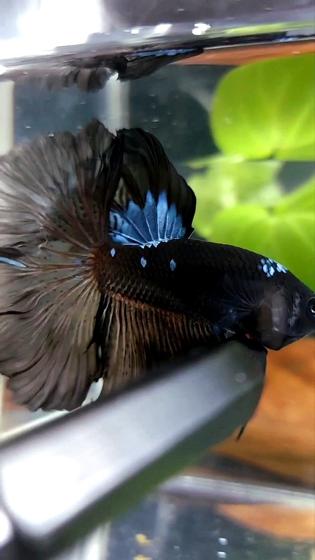 HALFMOON ROSETAIL BLACK SERIES AVATAR BLUE BETTA FISH