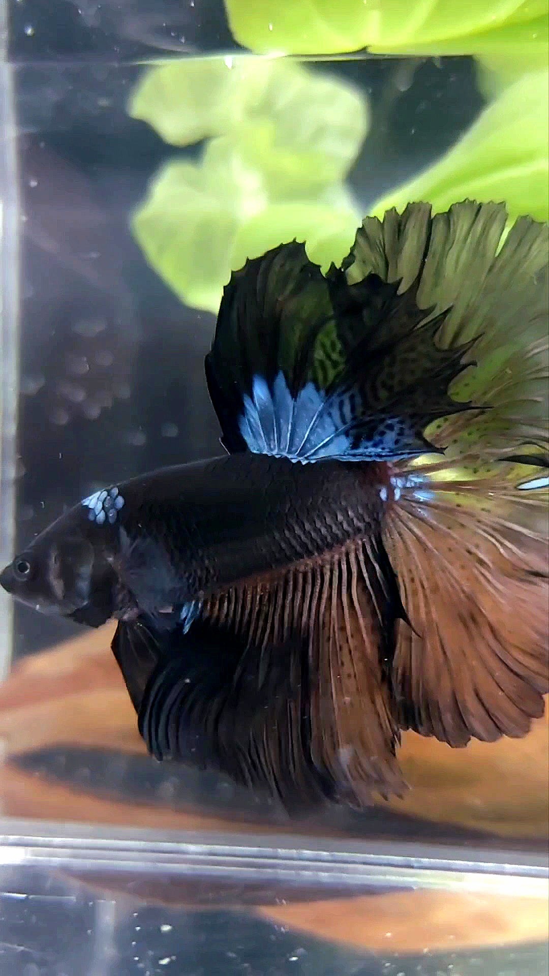 HALFMOON ROSETAIL BLACK SERIES AVATAR BLUE BETTA FISH