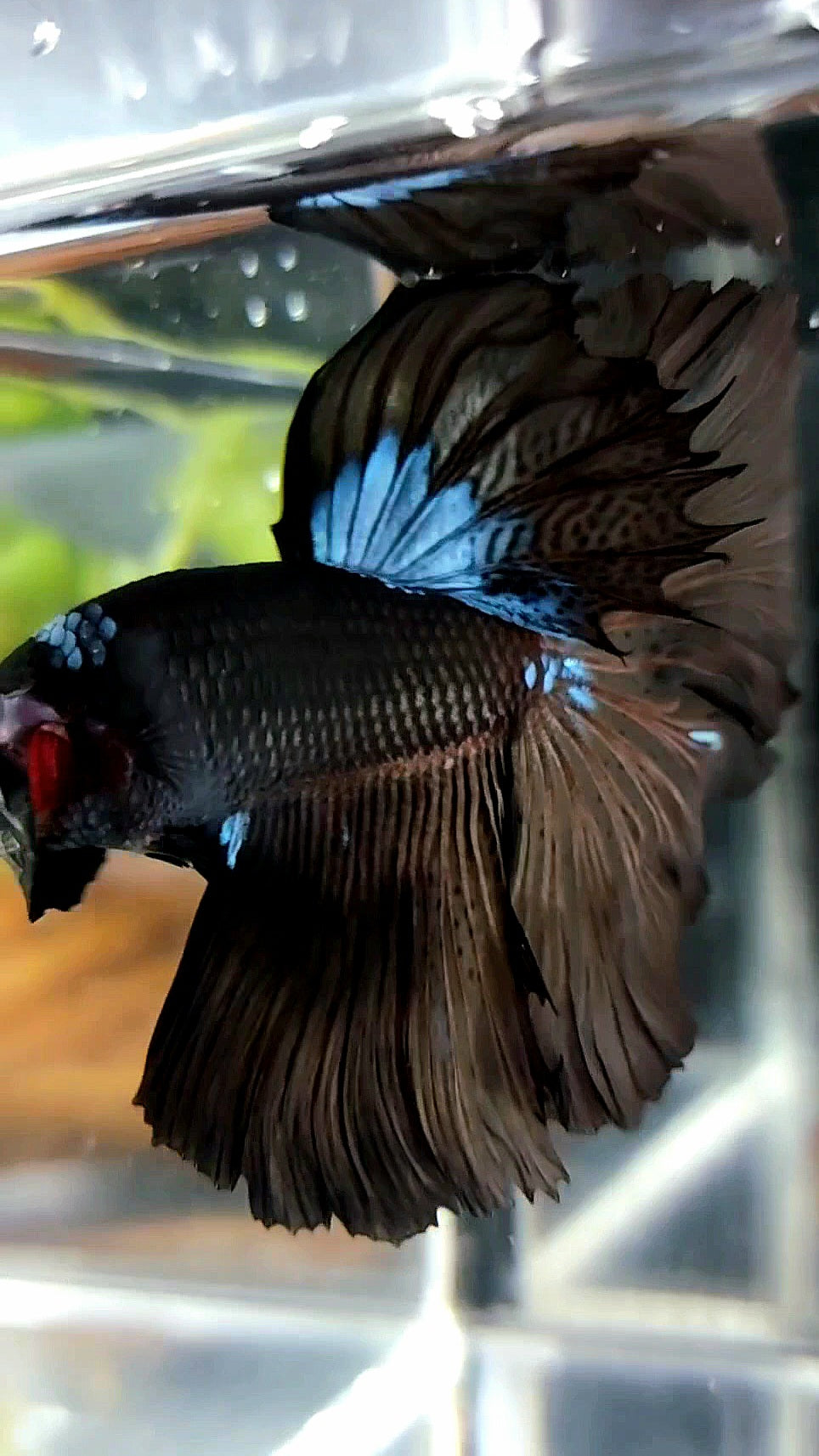 HALFMOON ROSETAIL BLACK SERIES AVATAR BLUE BETTA FISH