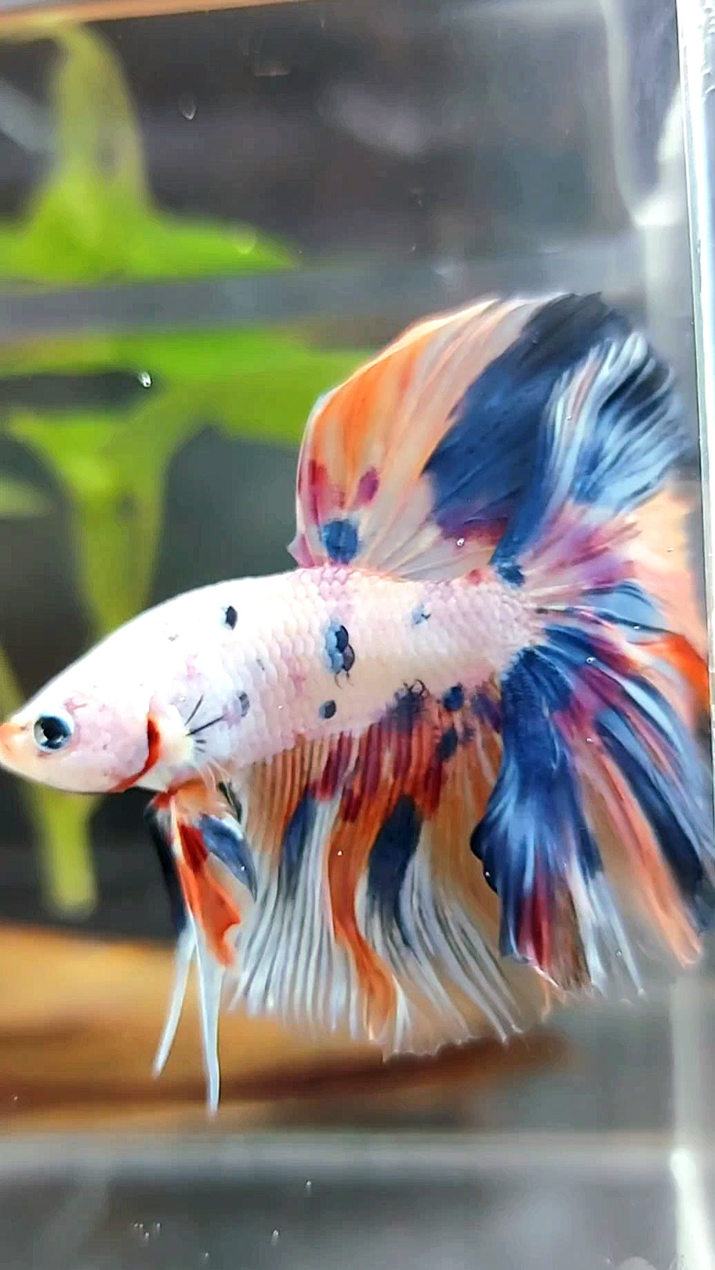 HALFMOON ROSETAIL WHITE CANDY MULTICOLOR BETTA FISH