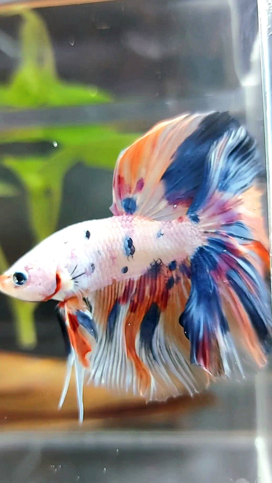 HALFMOON ROSETAIL WHITE CANDY MULTICOLOR BETTA FISH