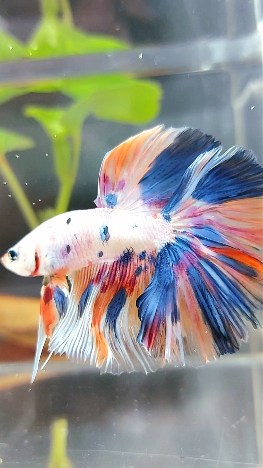 HALFMOON ROSETAIL WHITE CANDY MULTICOLOR BETTA FISH