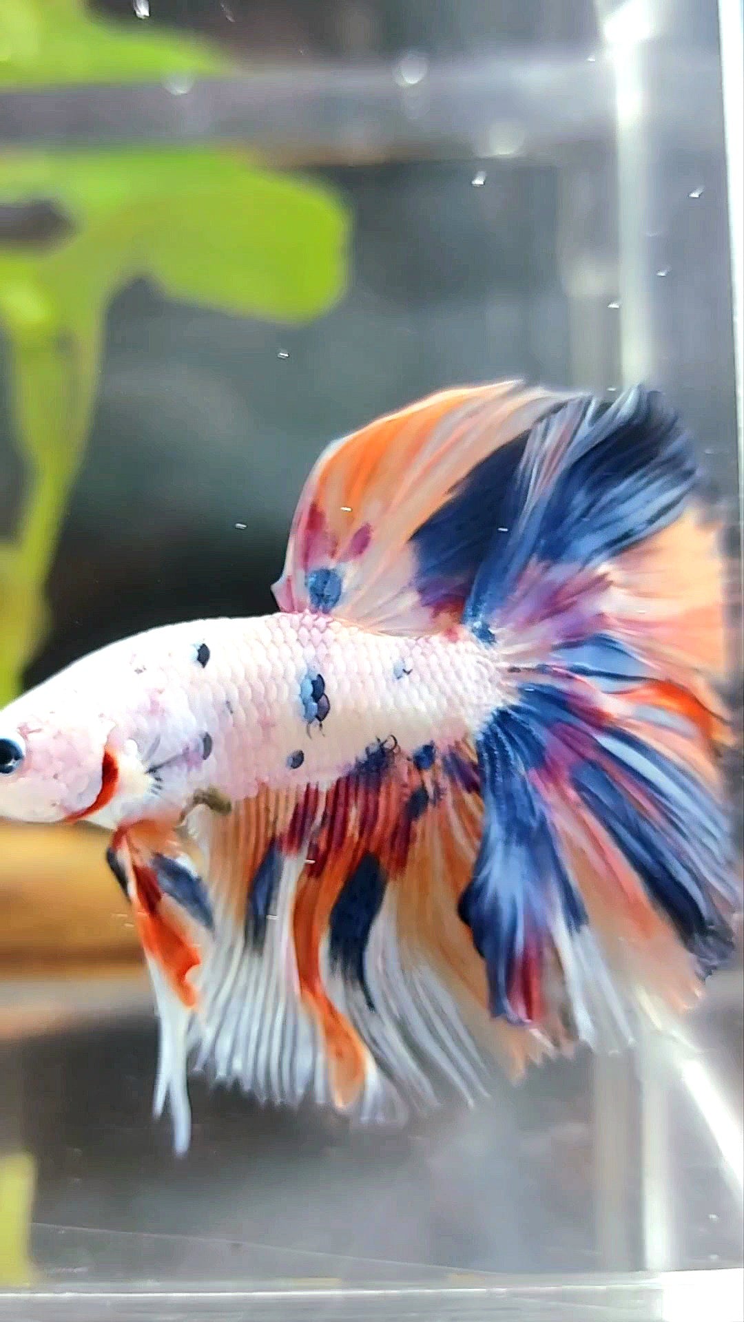 HALFMOON ROSETAIL WHITE CANDY MULTICOLOR BETTA FISH