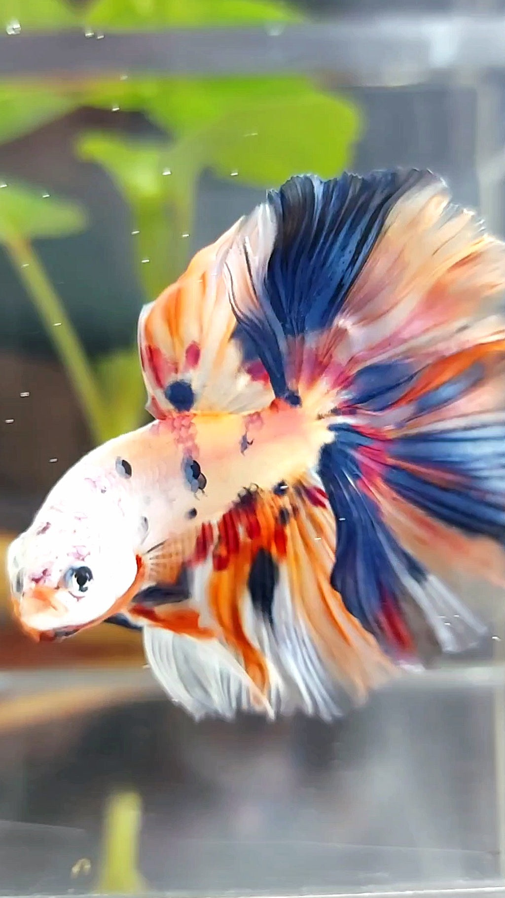 HALFMOON ROSETAIL WHITE CANDY MULTICOLOR BETTA FISH