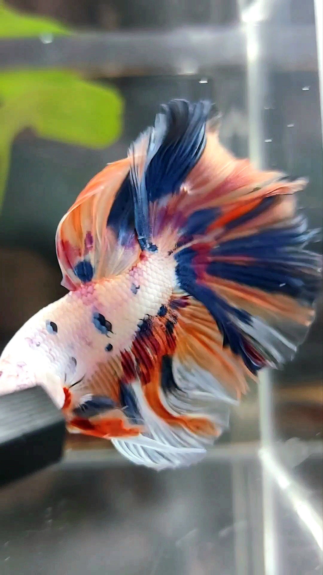 HALFMOON ROSETAIL WHITE CANDY MULTICOLOR BETTA FISH