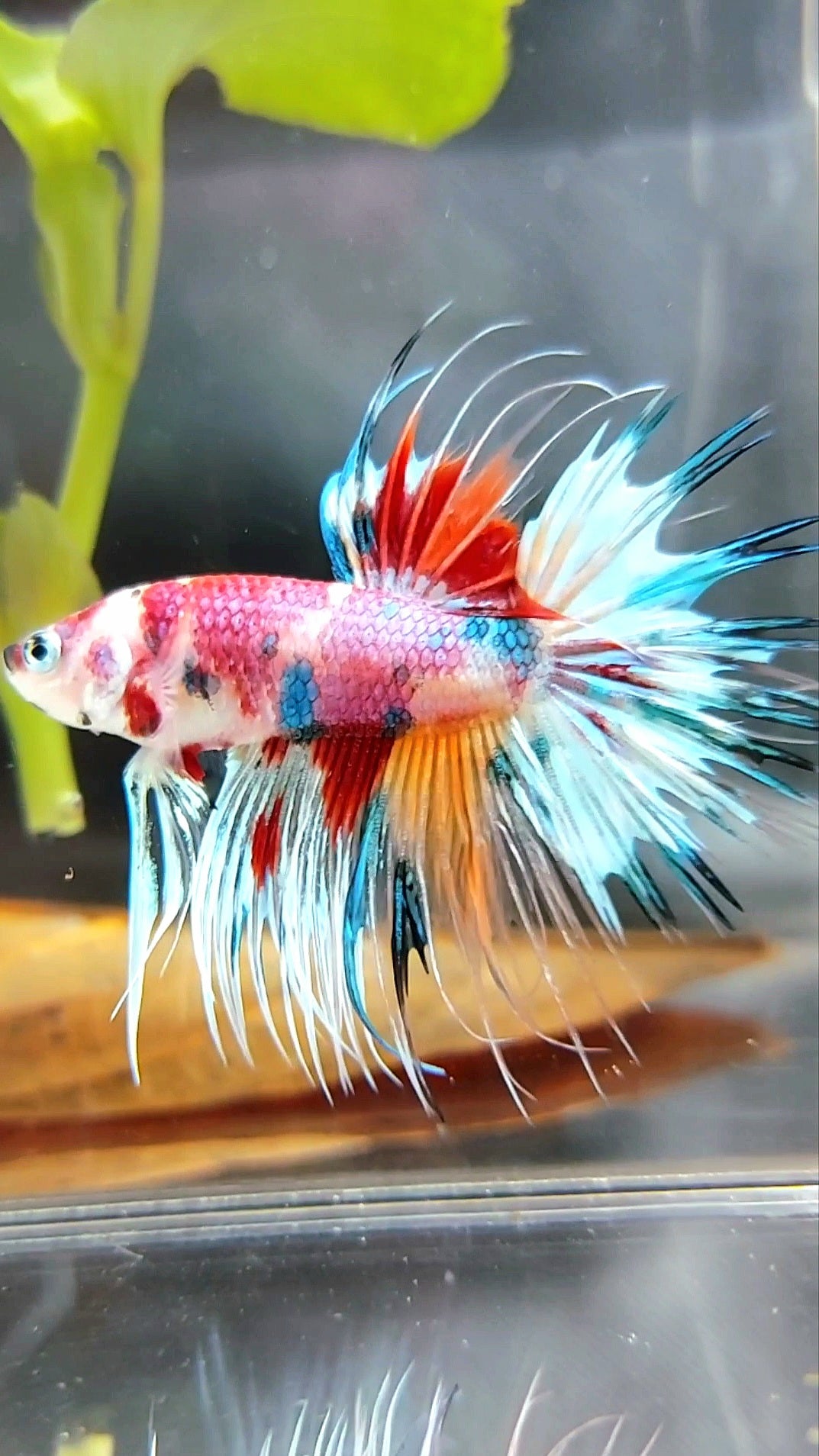 CROWNTAIL CANDY RAINBOW MULTICOLOR SELTENER BETTA-FISCH