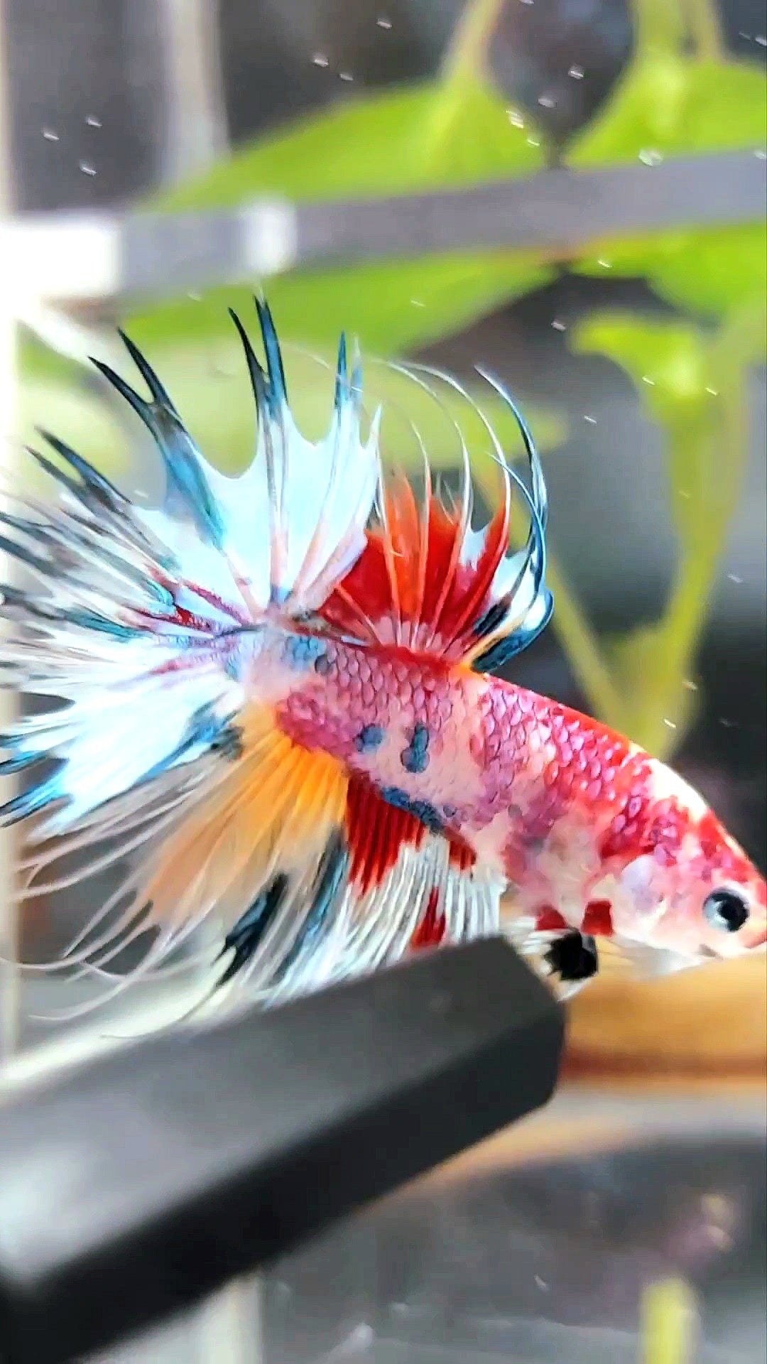 CROWNTAIL CANDY RAINBOW MULTICOLOR RARE BETTA FISH